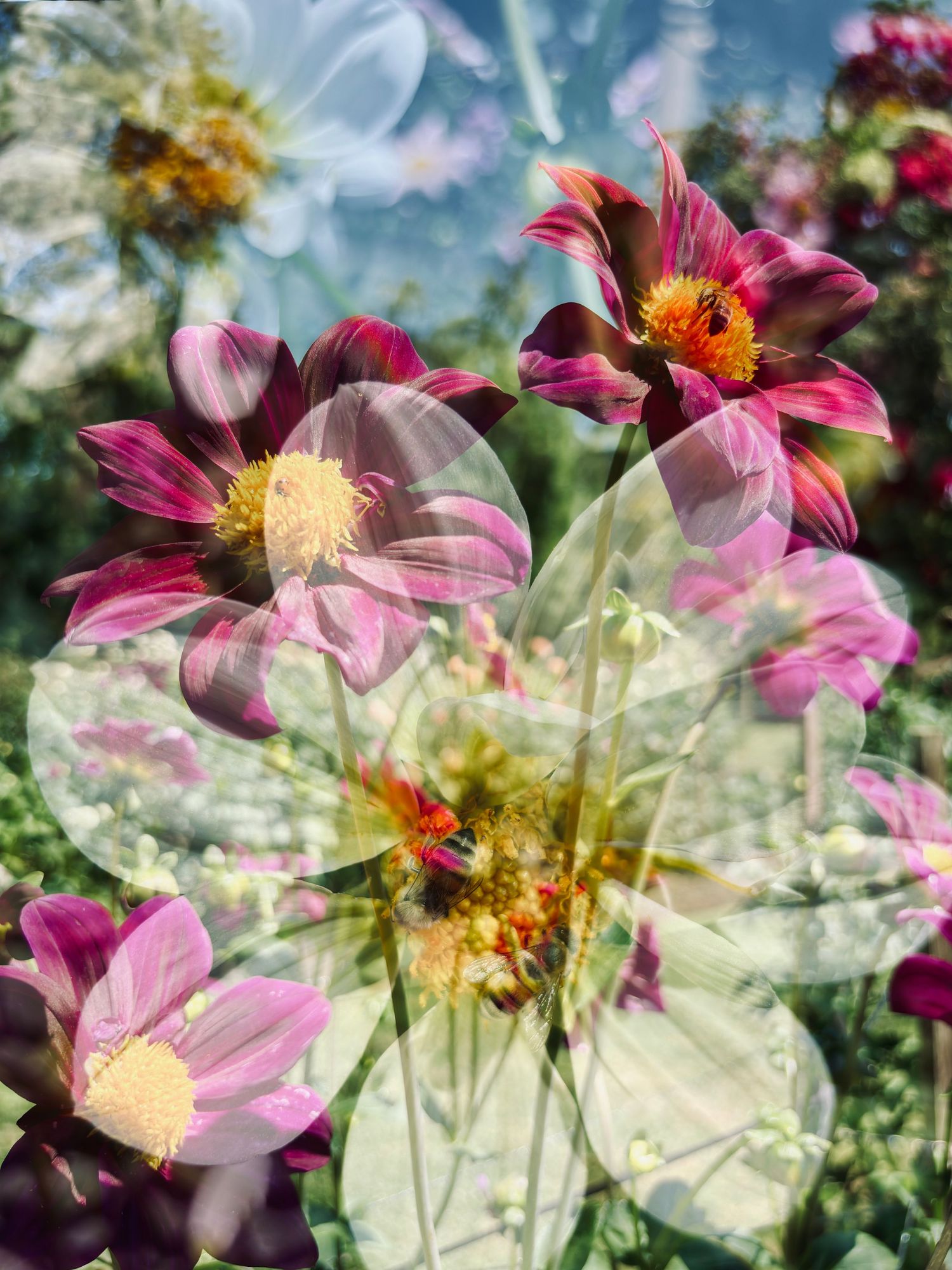 Dahlia & Bees #1