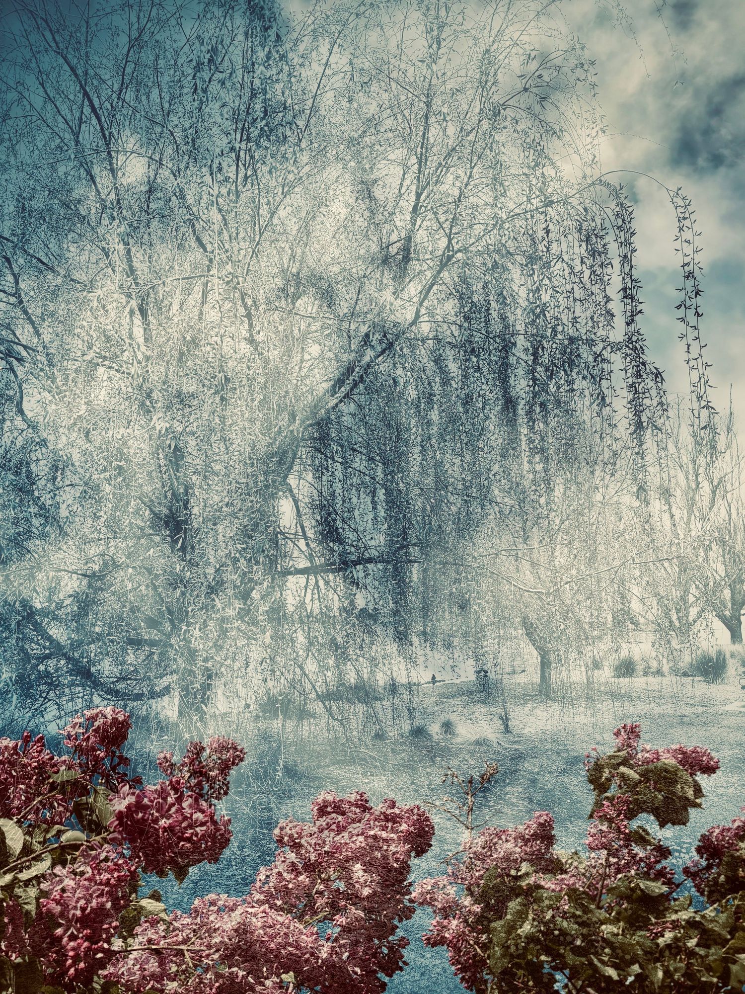 The Willow
