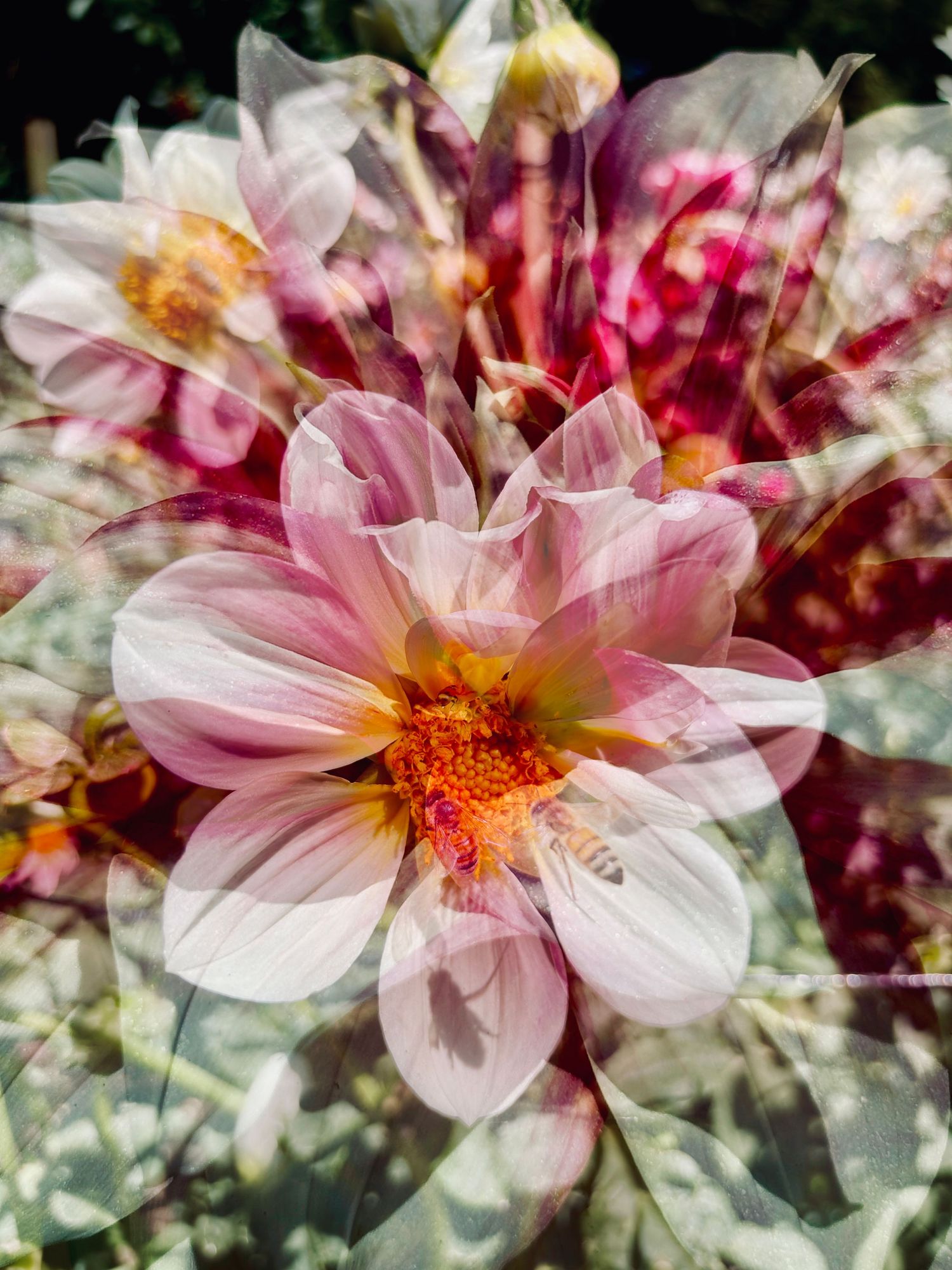 Dahlia & Bees #3
