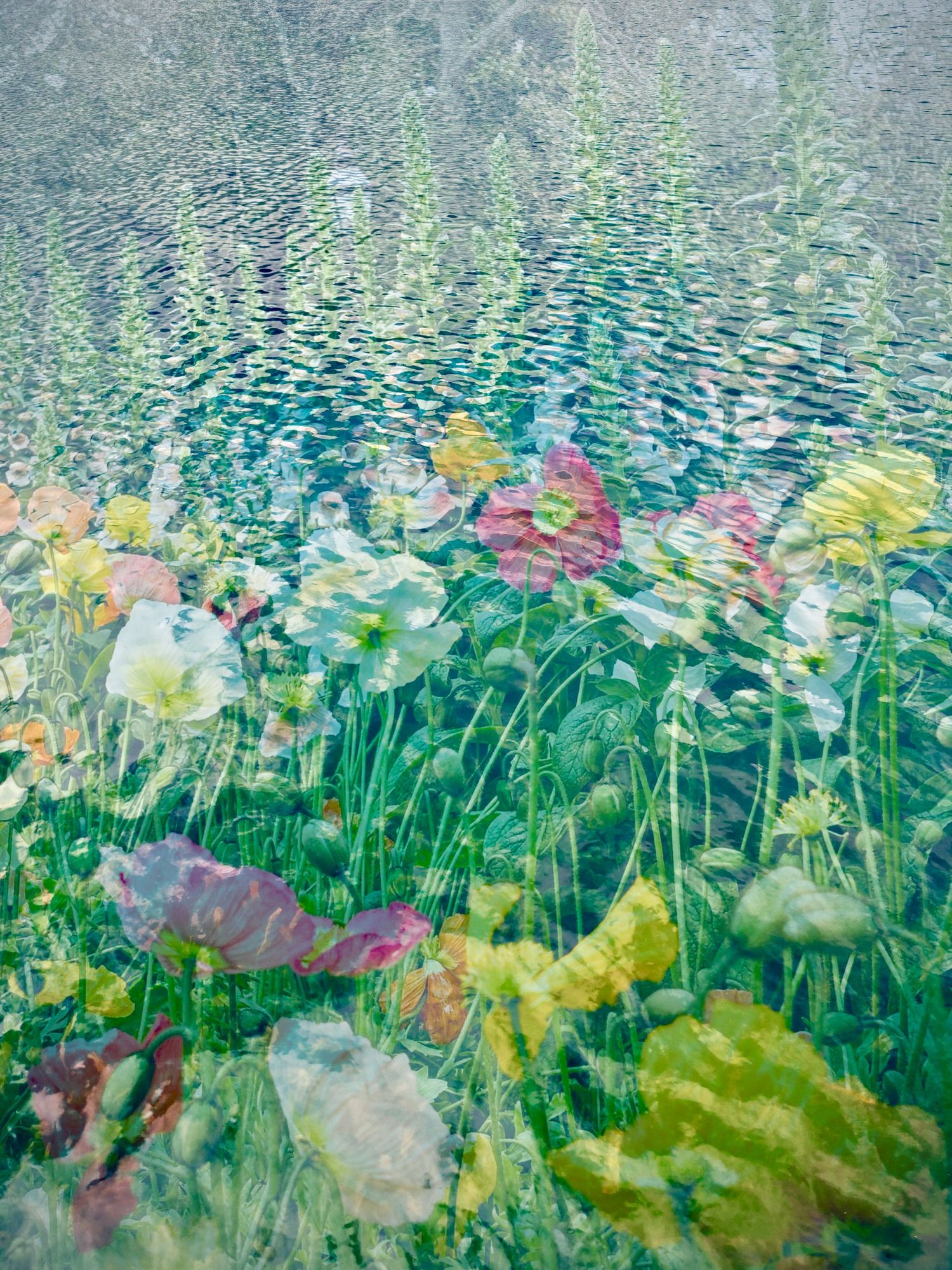 Poppies in the lake #1