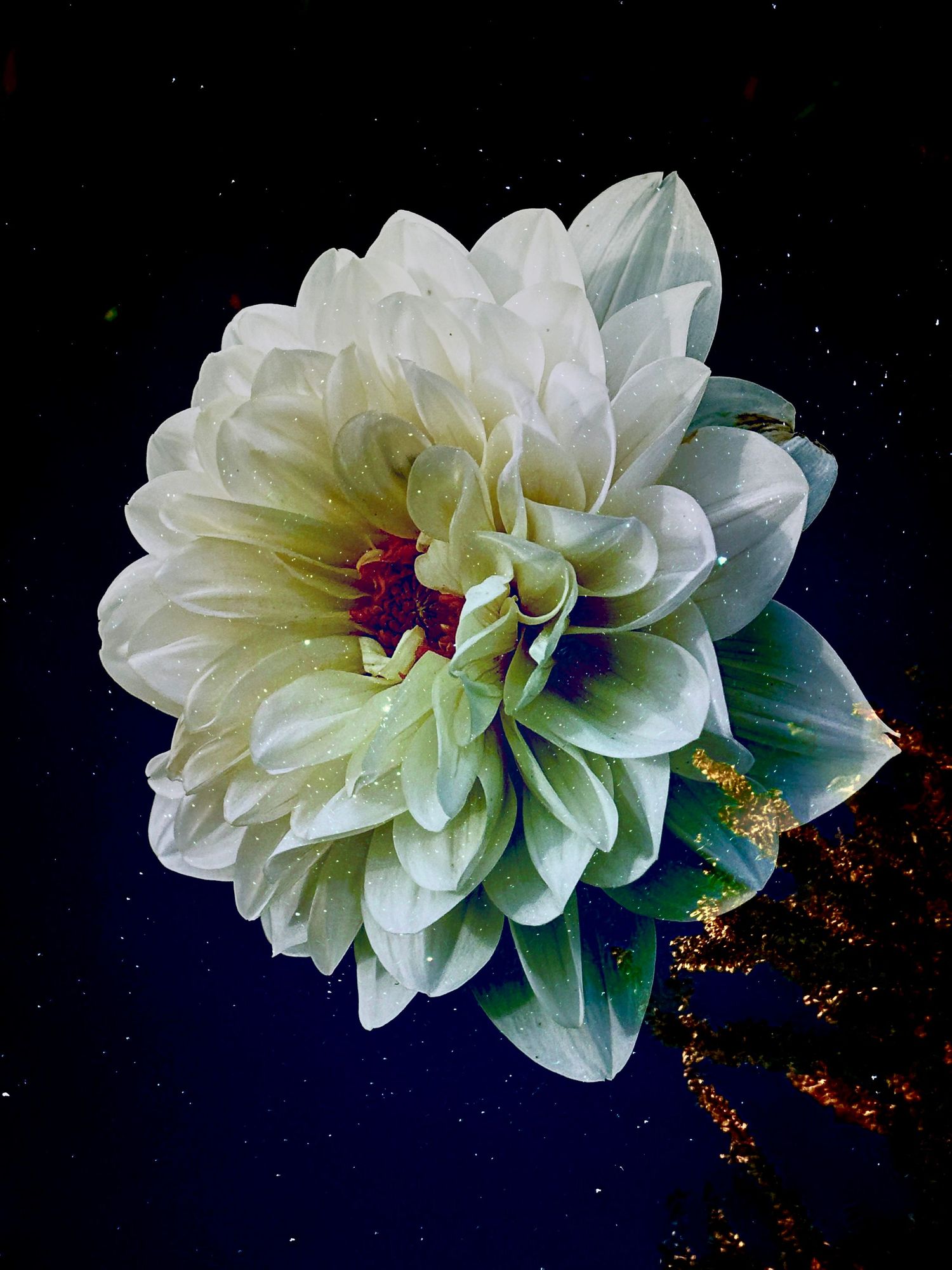 Dahlia in the stars #1