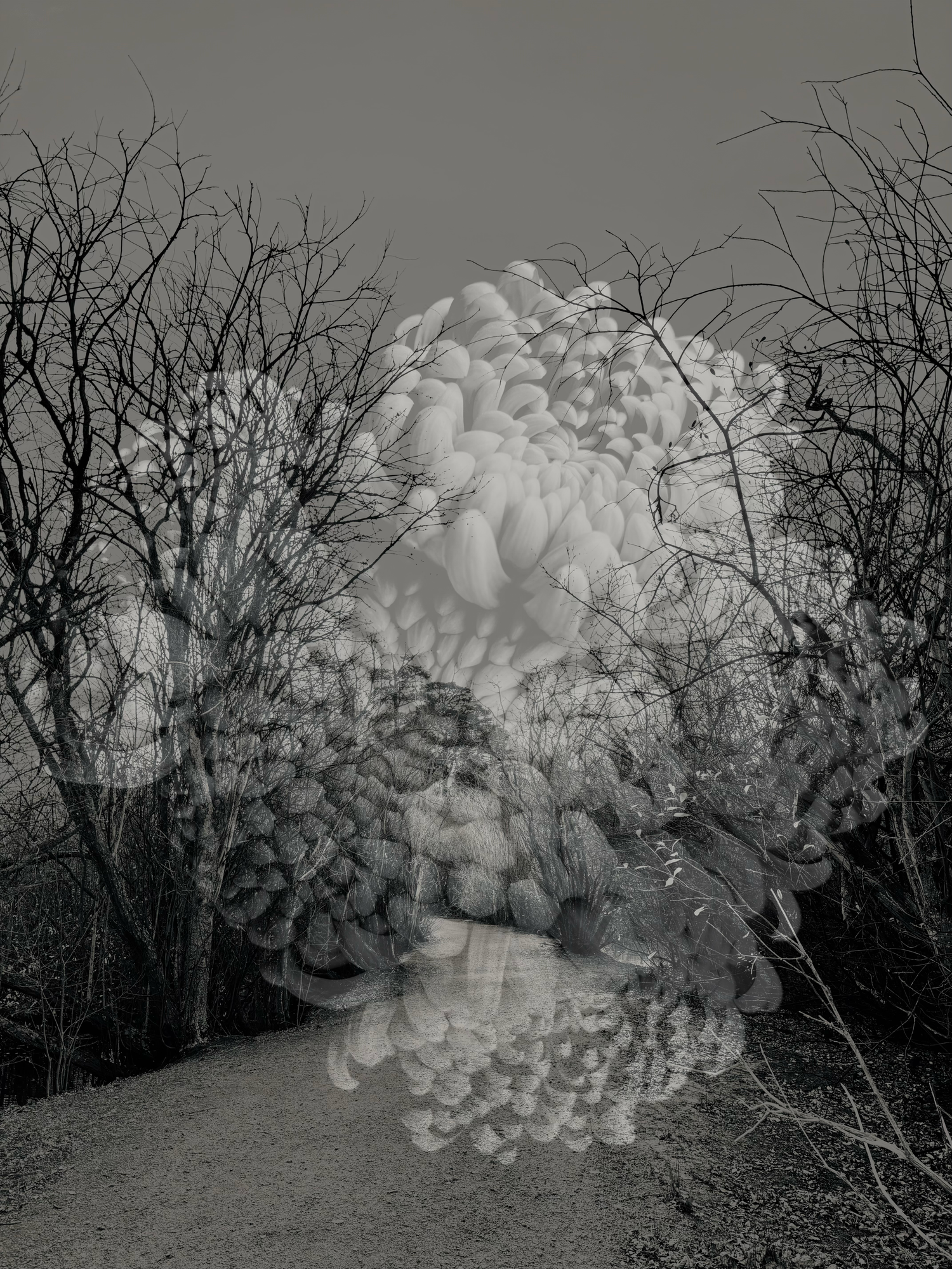 Chrysanthemum