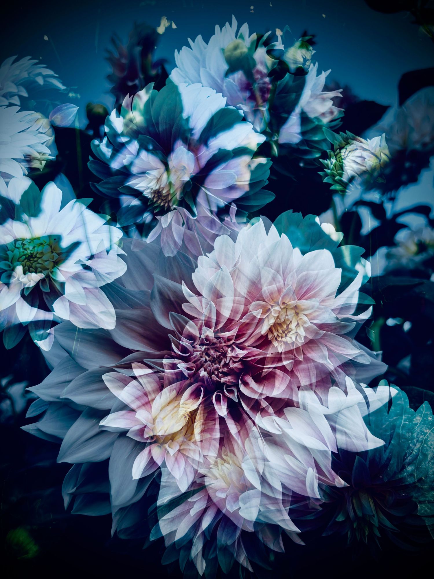 Dahlias & dahlias #4