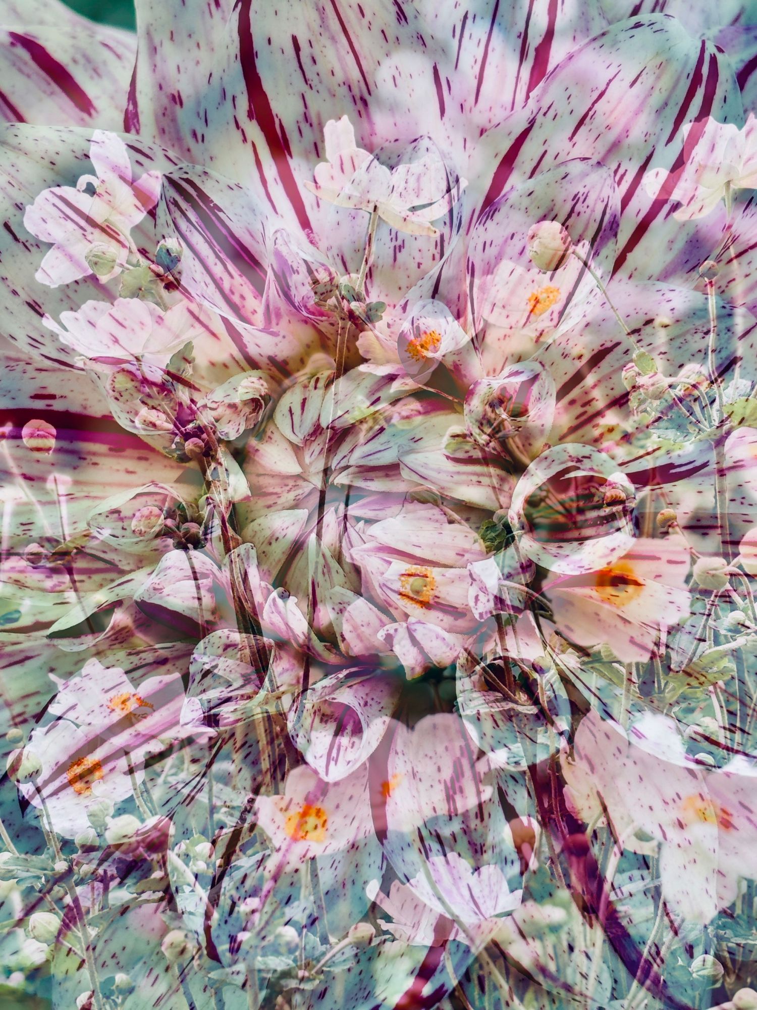 Dahlia & Anemone