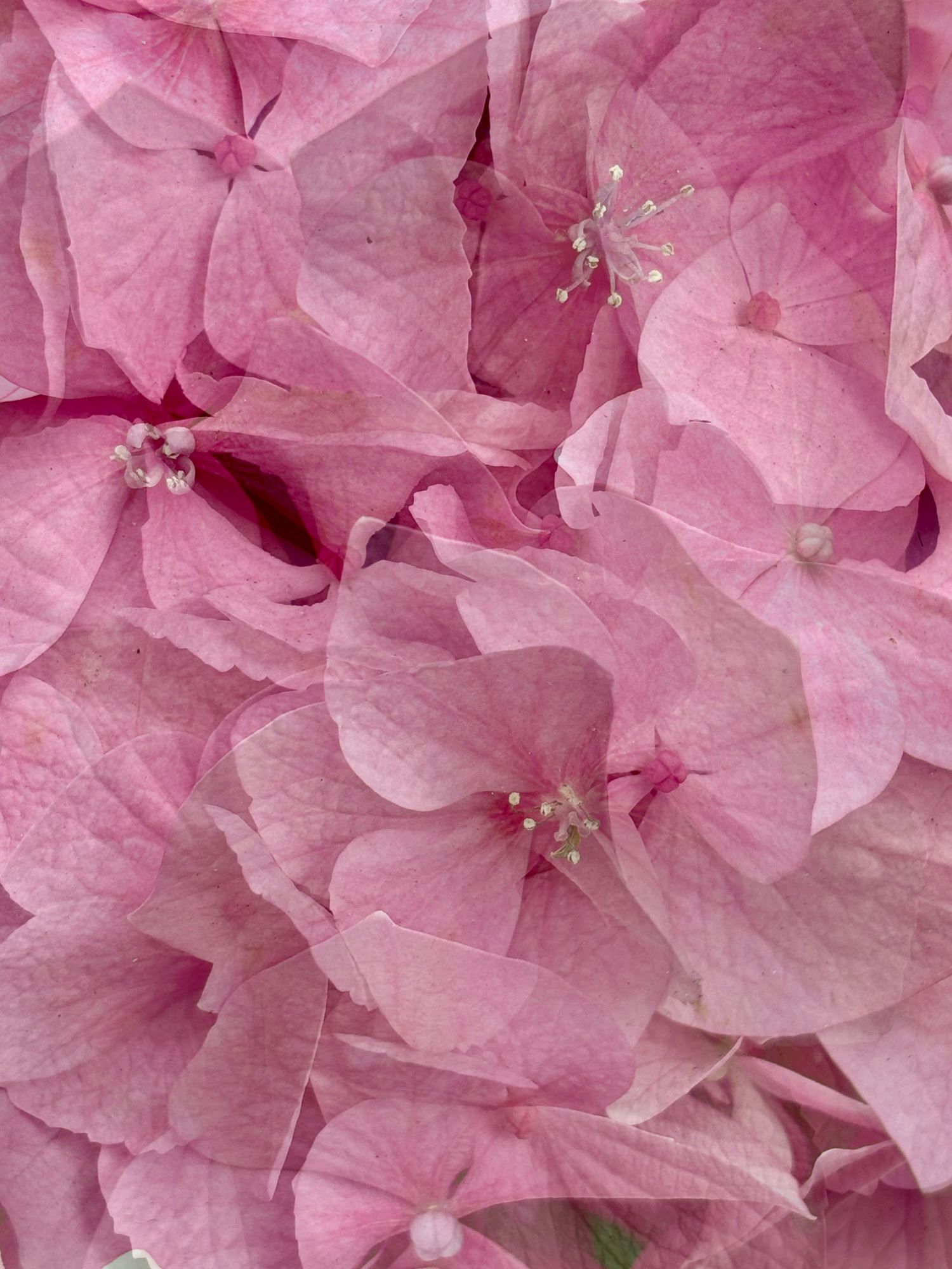 Pink Hydrangea #2