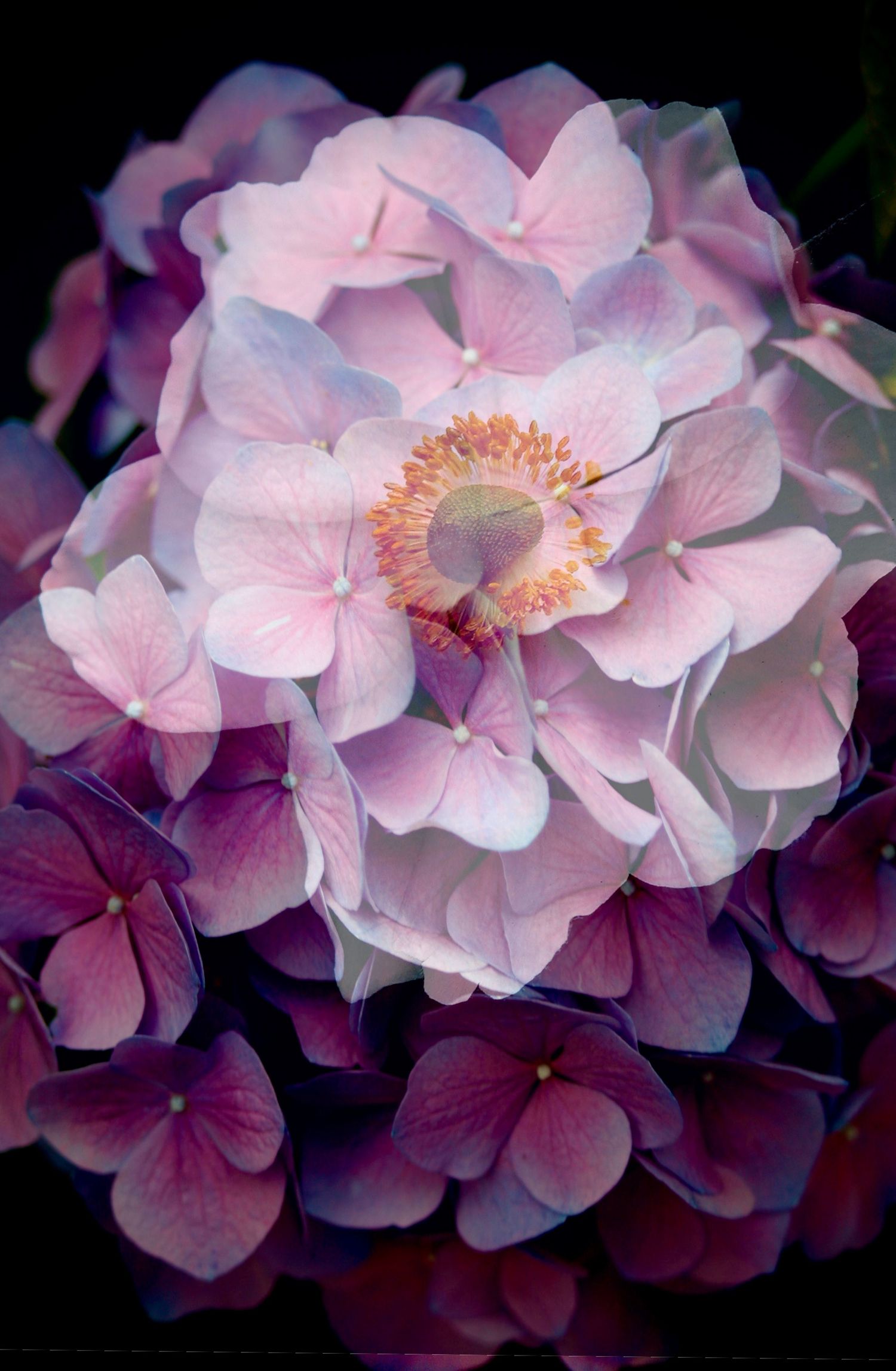 Hydrangea & Anemone