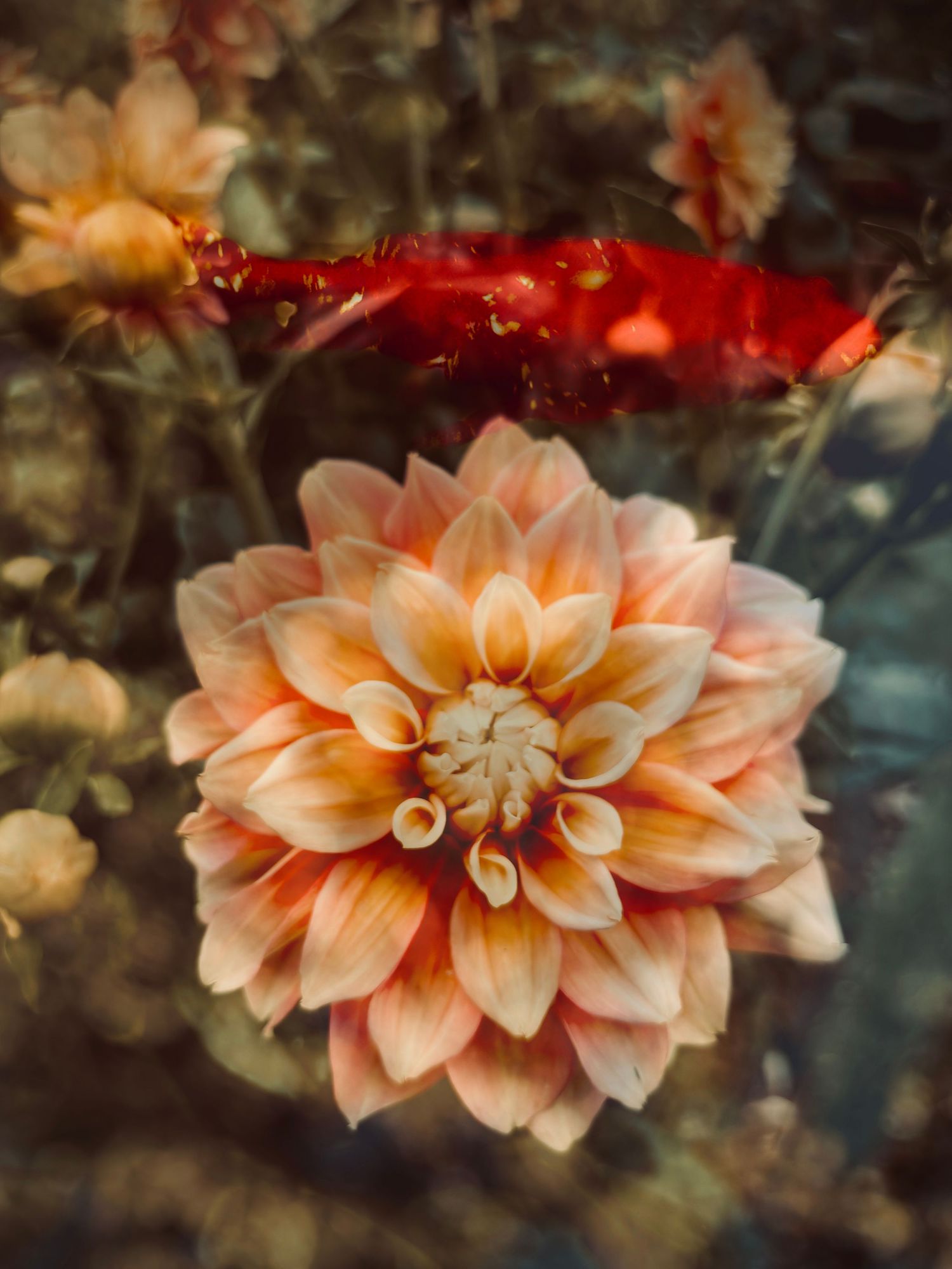 Dahlia & Goldfish #1