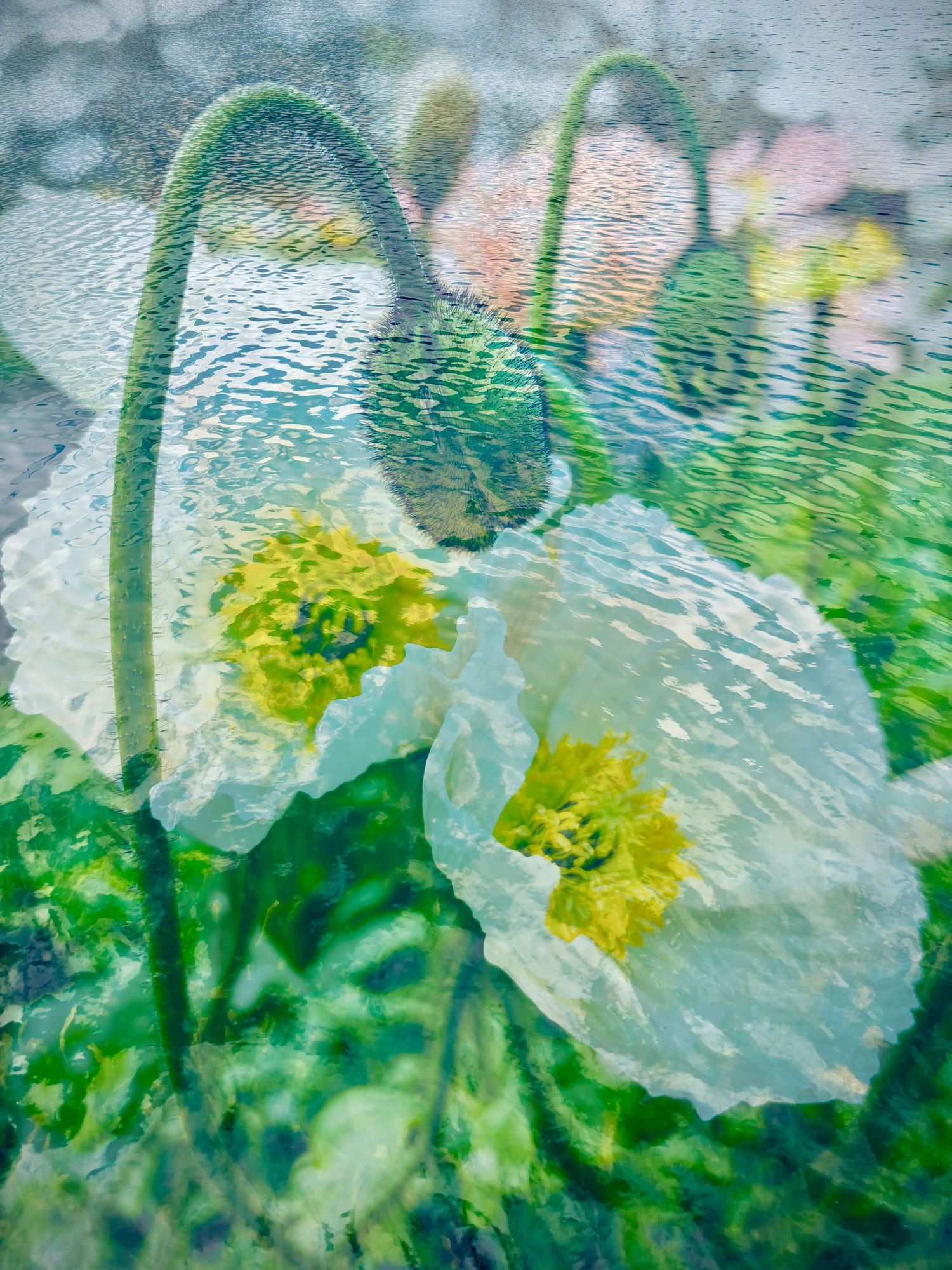 Poppies int he lake #2