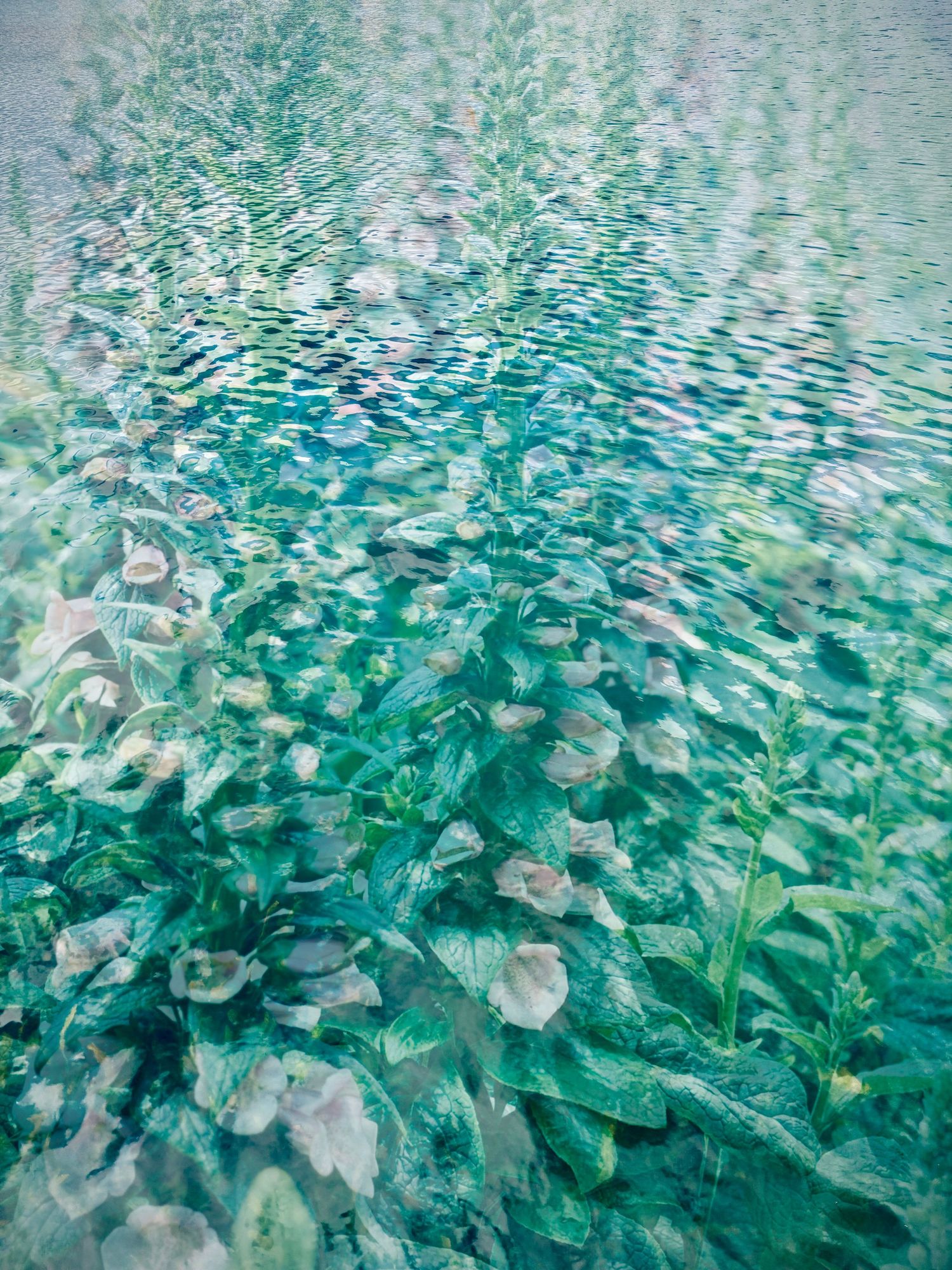 Foxgloves in the lake