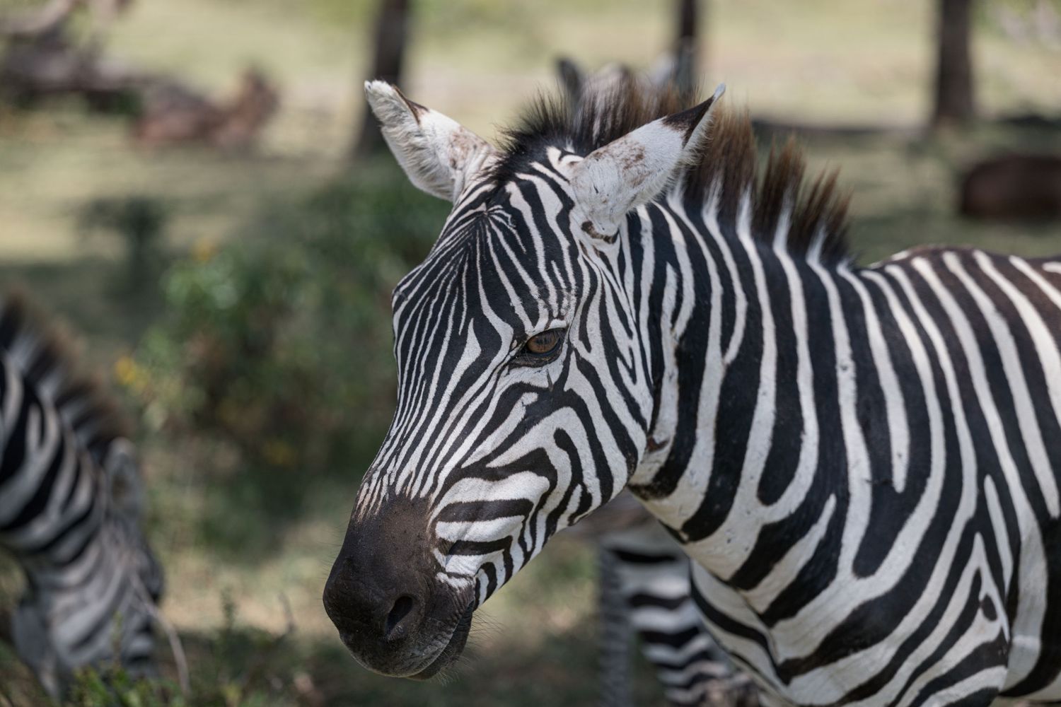 A zebra at Crescent Lake in Kenya