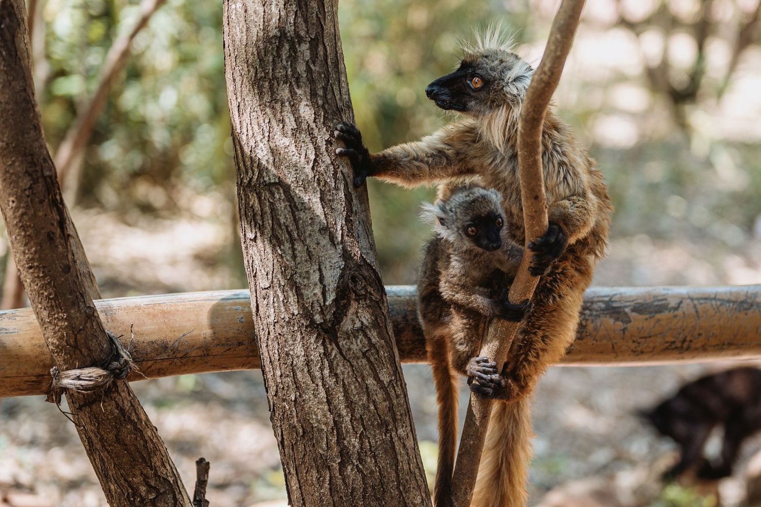 A lemur in Antananarivo, Madagascar