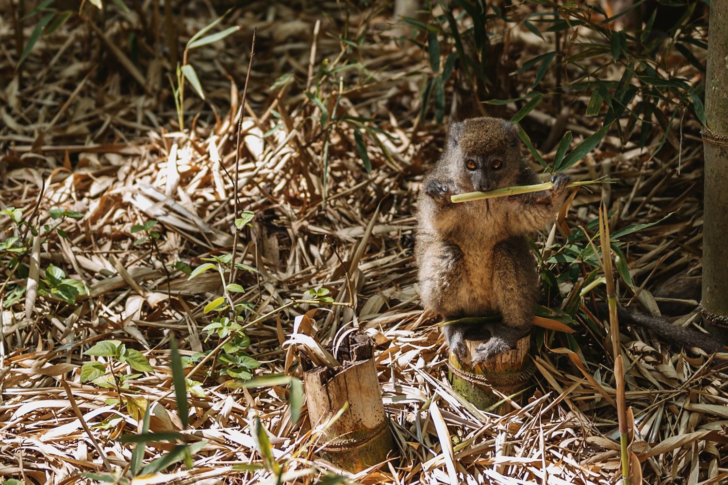A lemur in Antananarivo, Madagascar