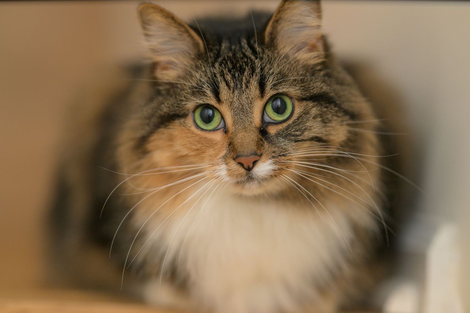 Pickles the cat