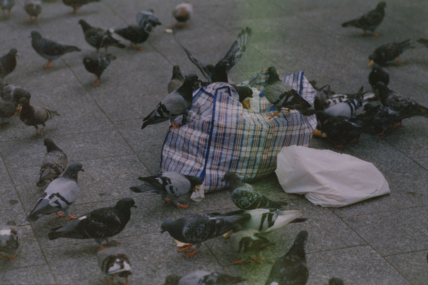 Pigeons in Paris, France
