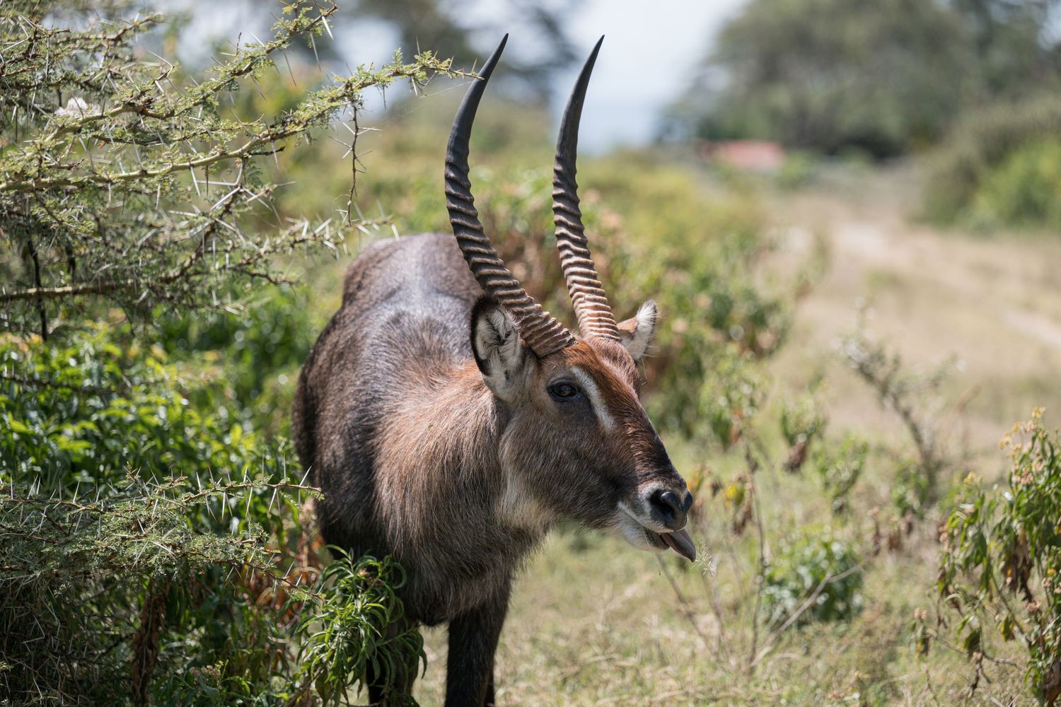 A springbok at Crescent Lake in Kenya