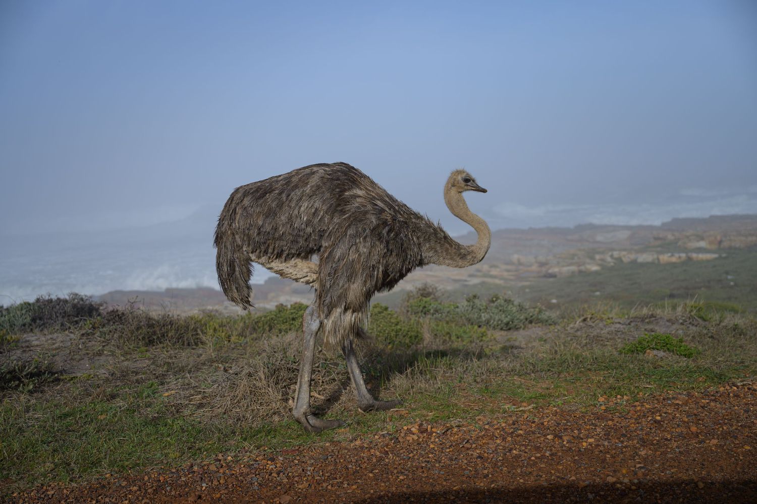 An ostrich in Cape Town, South Africa