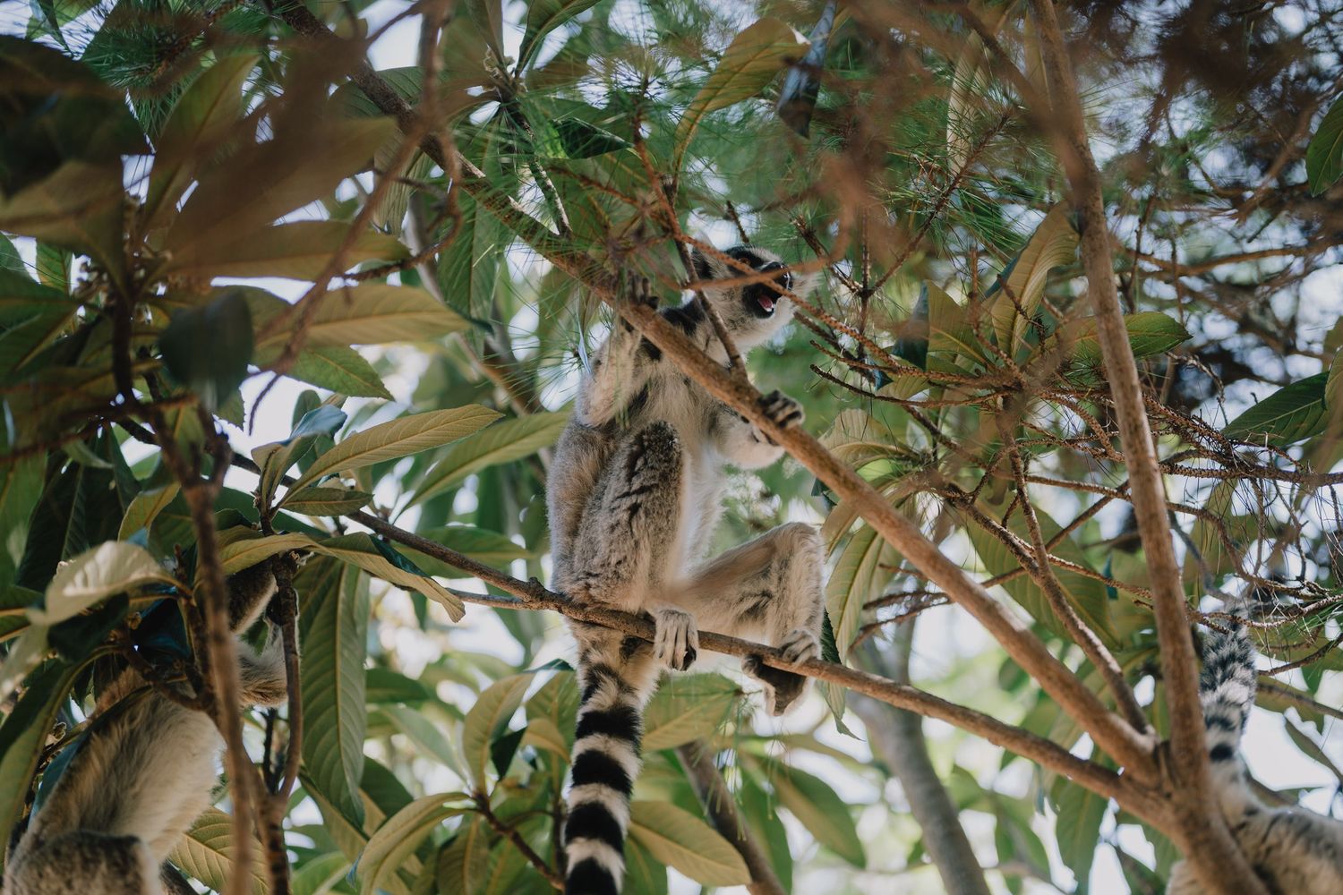 A lemur in Antananarivo, Madagascar