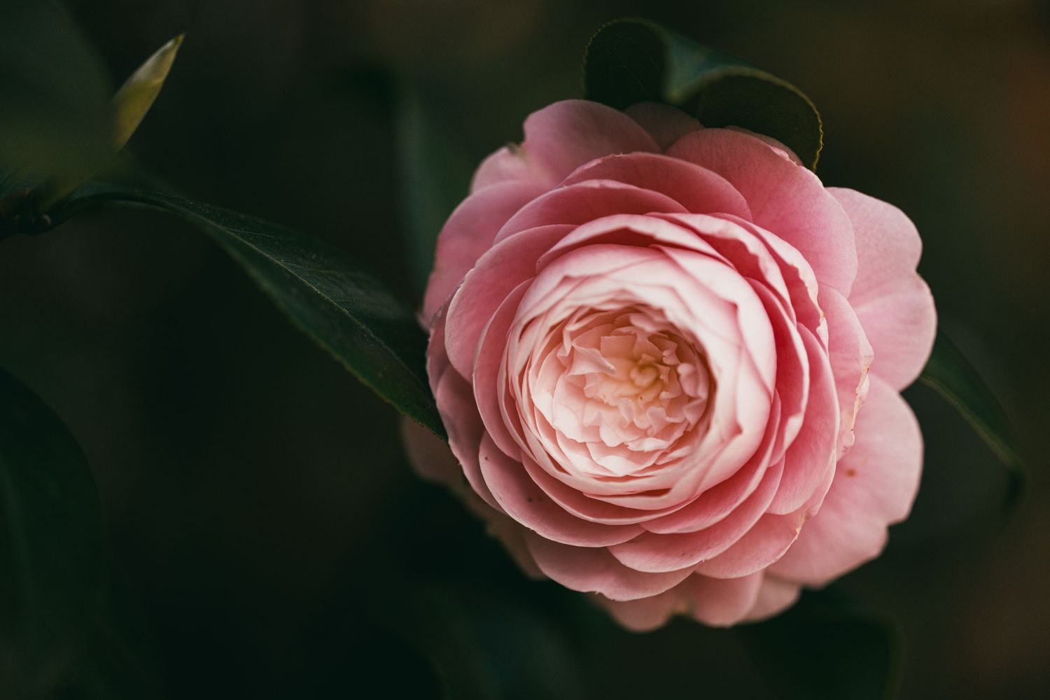 A flower in Tokyo, Japan