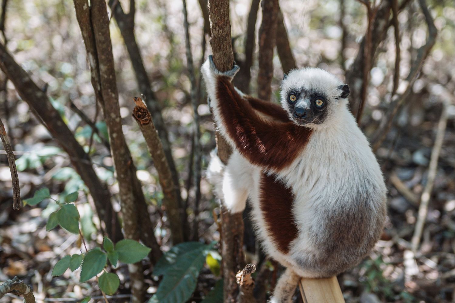 A lemur in Antananarivo, Madagascar