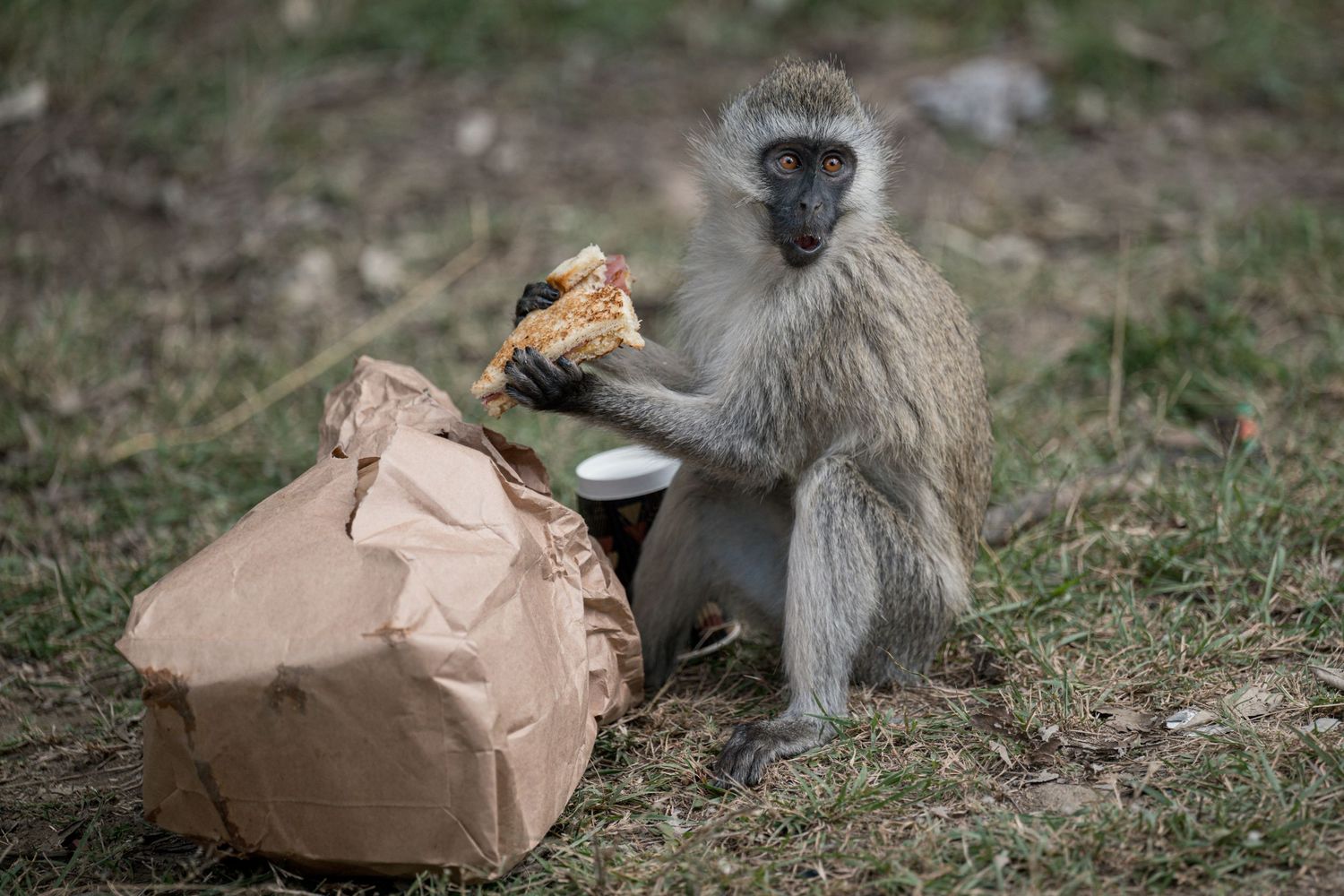 A monkey who stole my sandwich in Nairobi, Kenya