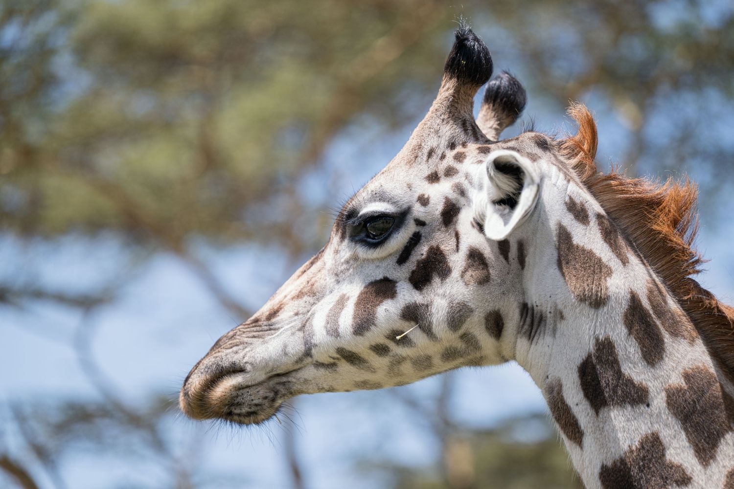 A giraffe at Crescent Lake in Kenya