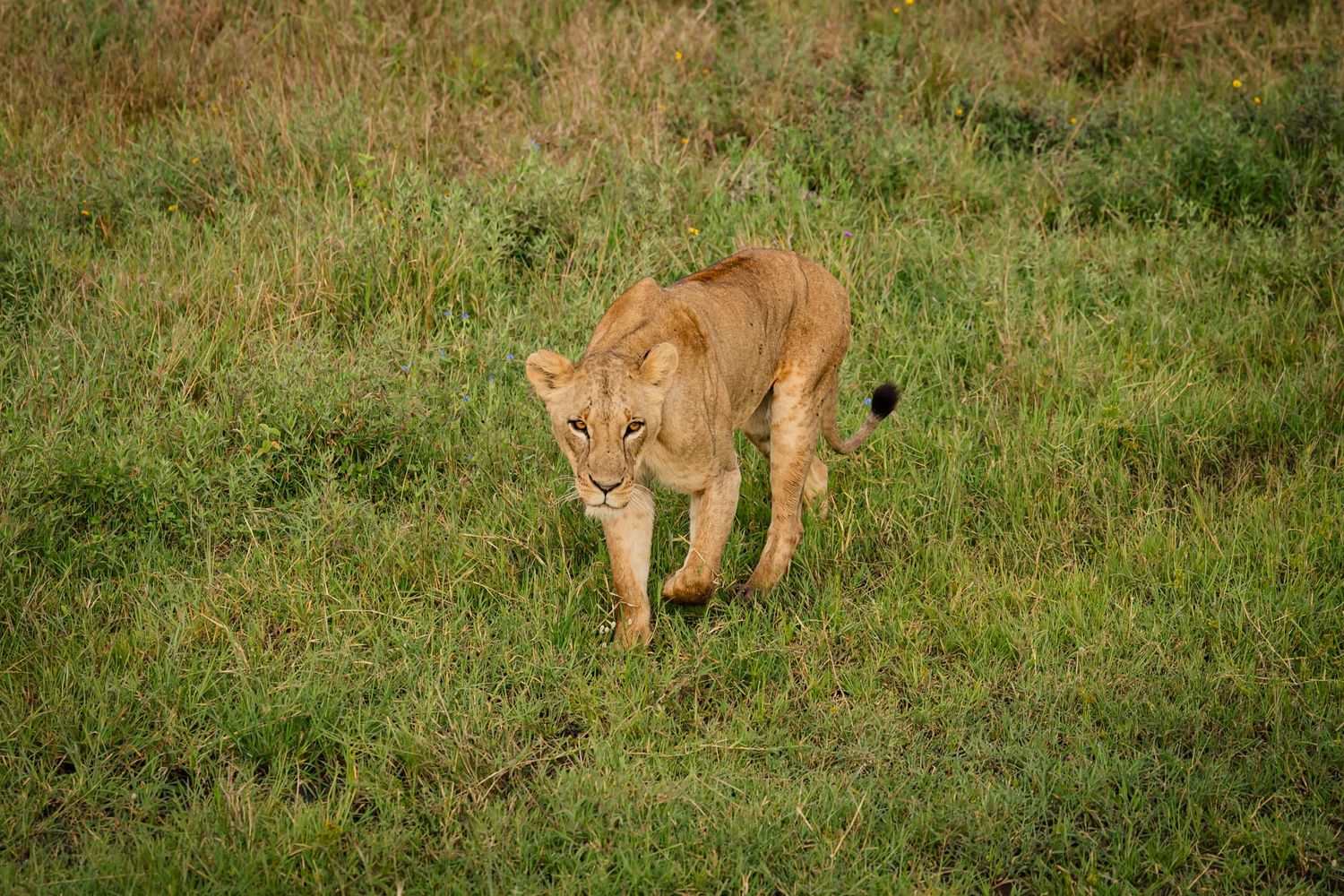 A lion at Nairobi National Park in Nairobi, Kenya