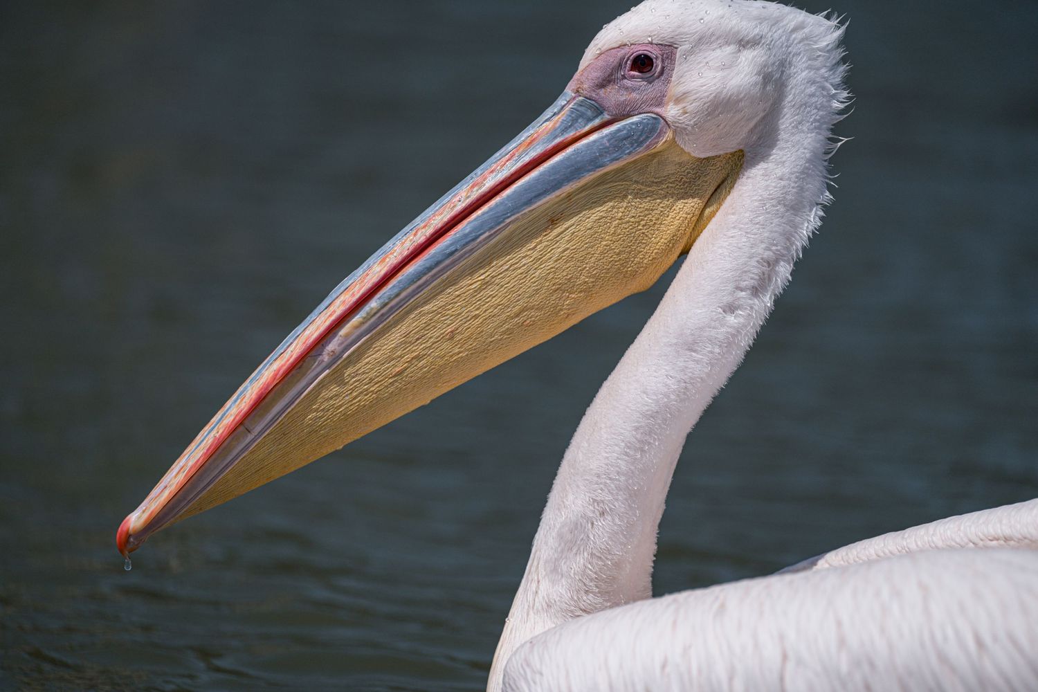 A pelican at Crescent Lake in Kenya