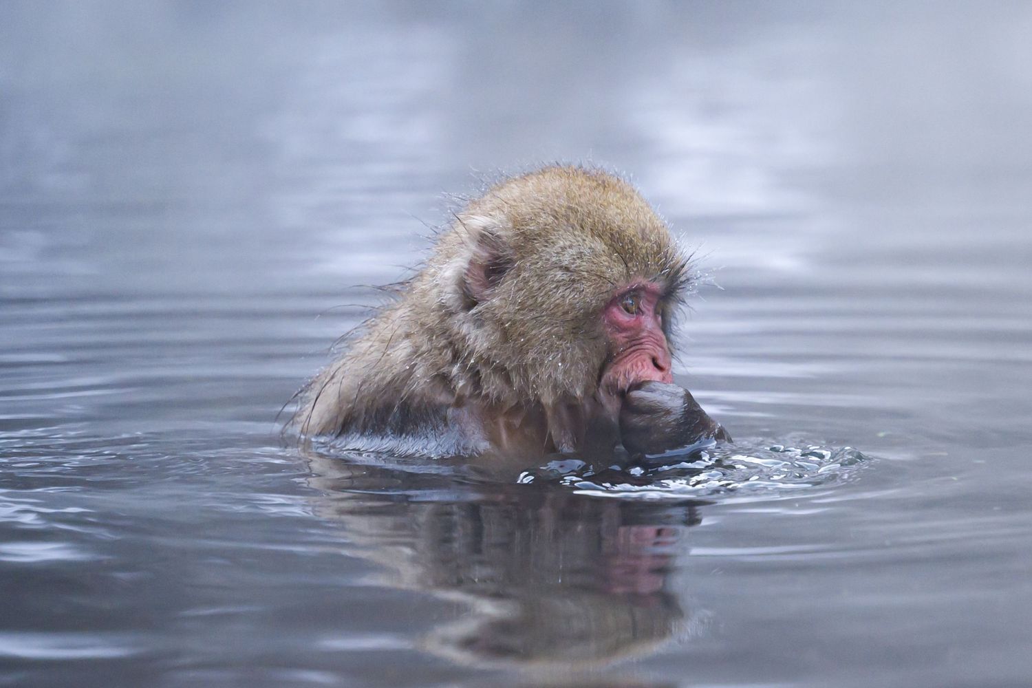 Snow monkeys in Nagano Japan