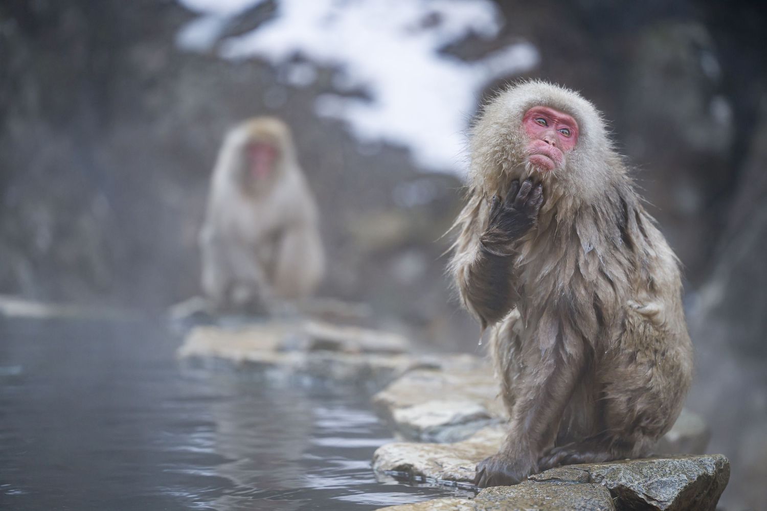 Snow monkeys in Nagano Japan