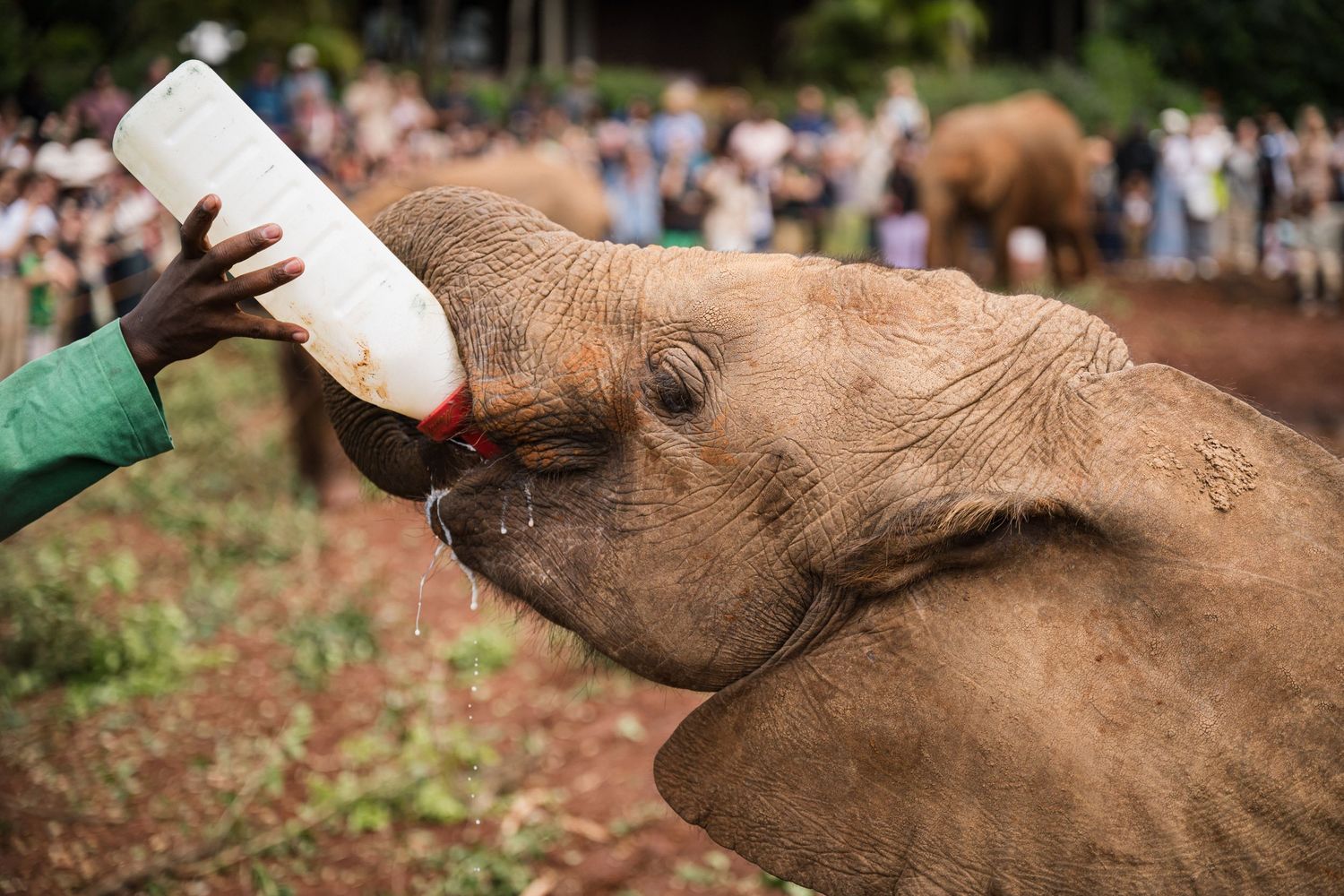 An orphaned elephant in Nairobi, Kenya