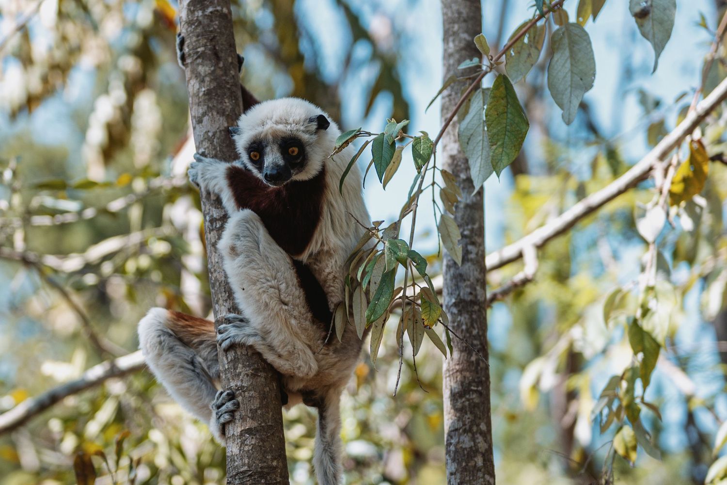 A lemur in Antananarivo, Madagascar