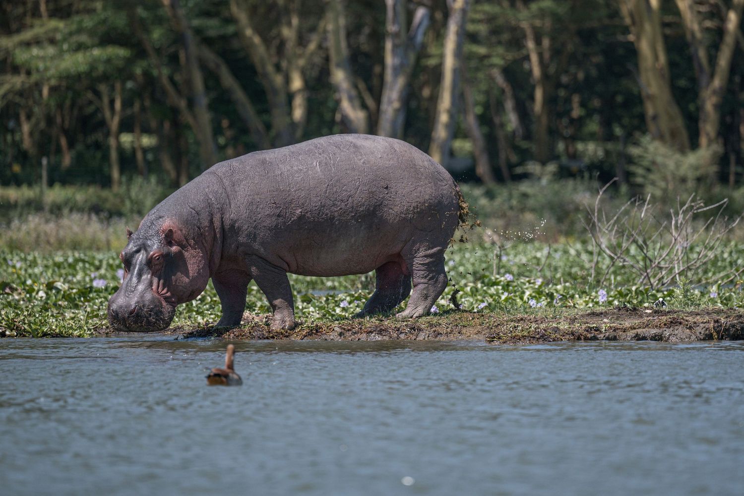 A hippo pooping at Crescent Lake in Kenya