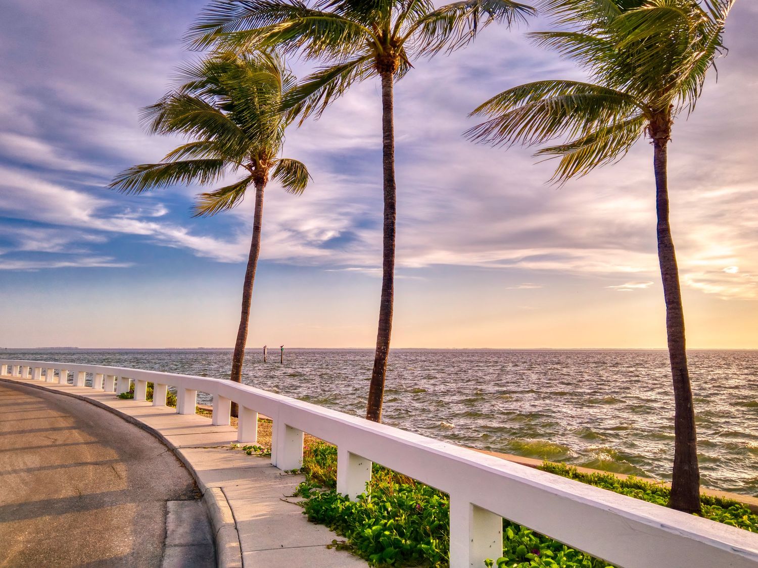 Palm trees