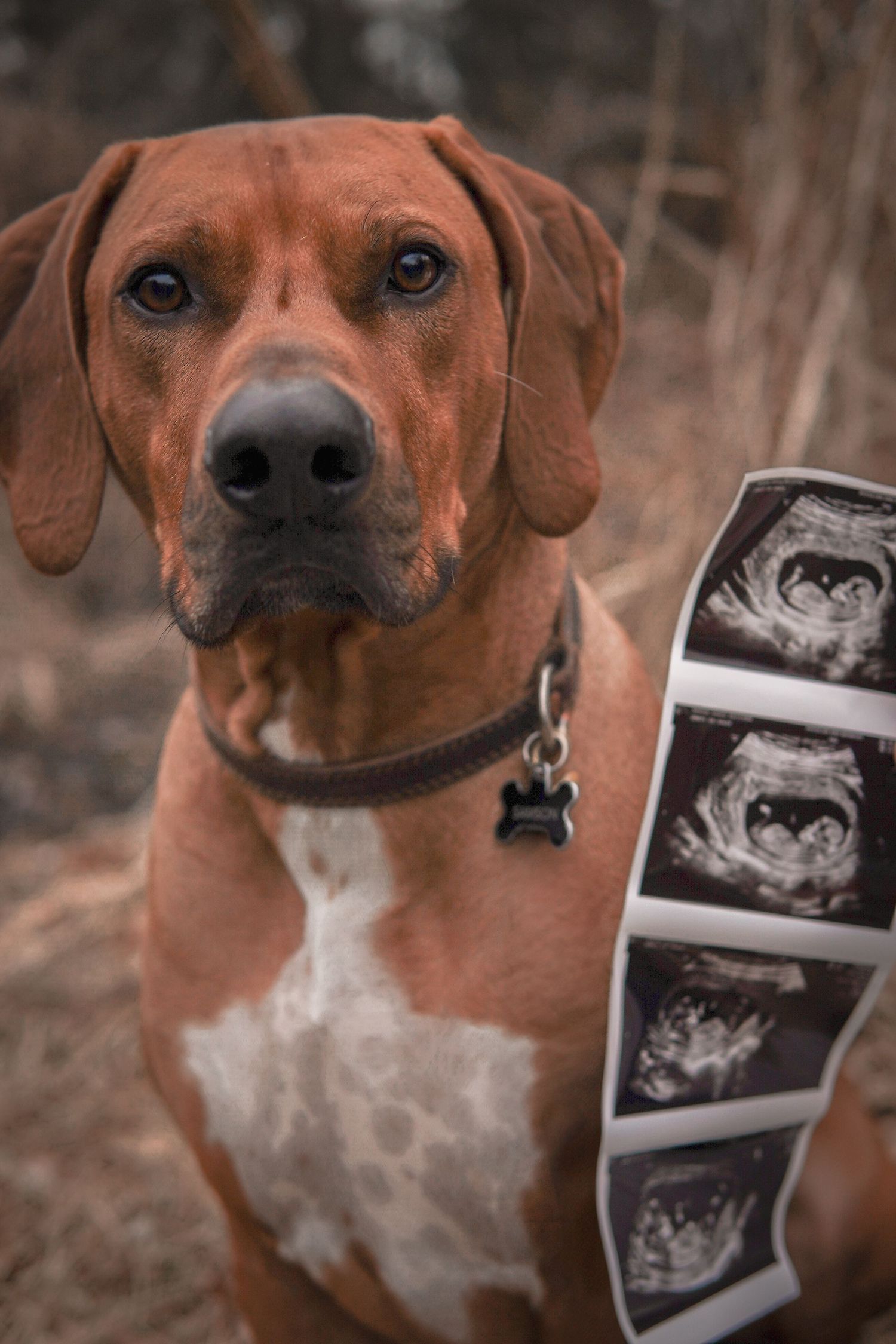 Rhodesian Ridgeback dog poses next to ultrasound photos in a heartwarming pregnancy announcement photo.