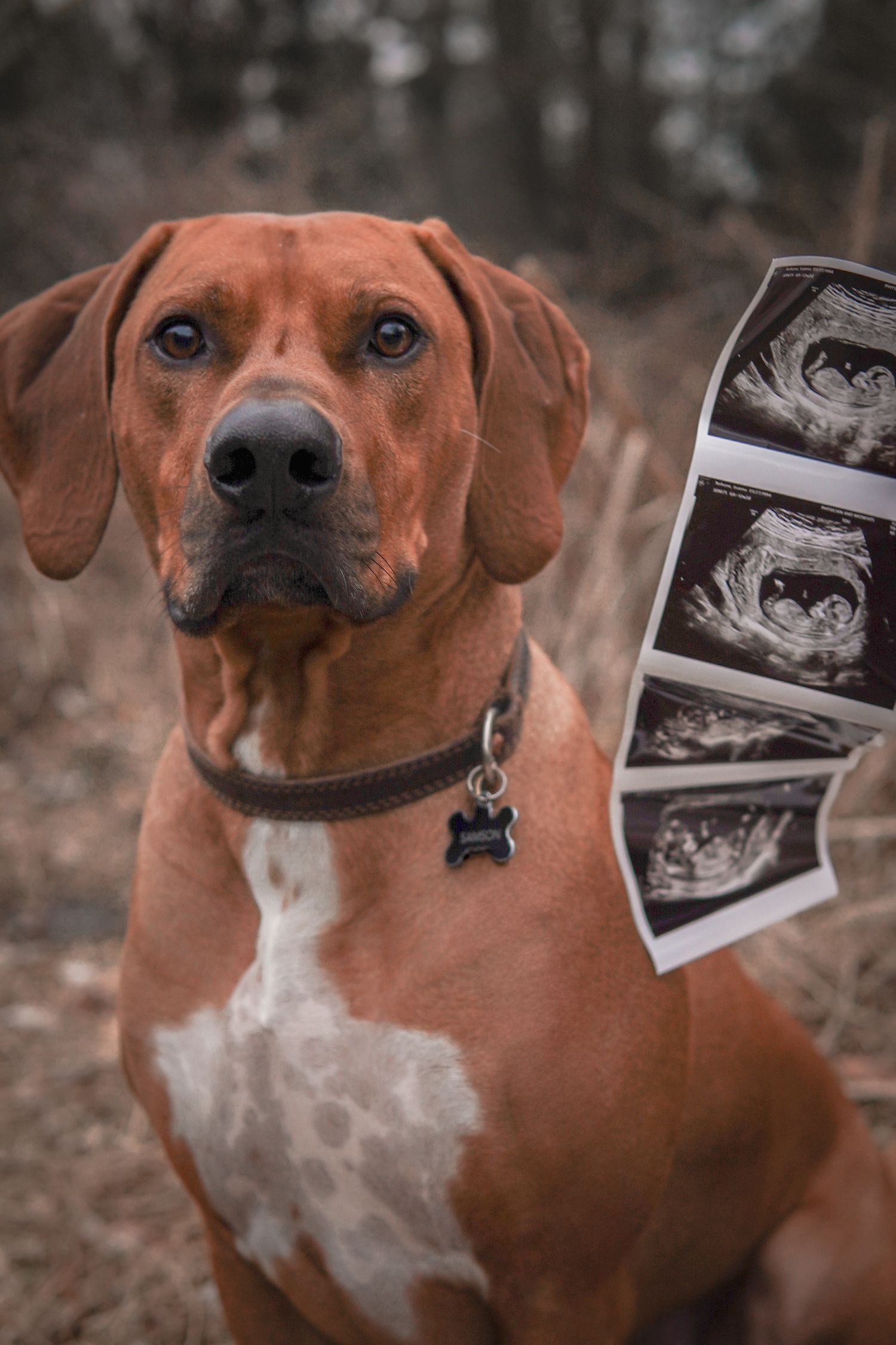 Rhodesian Ridgeback dog poses with ultrasound photos in an outdoor pregnancy announcement photo.