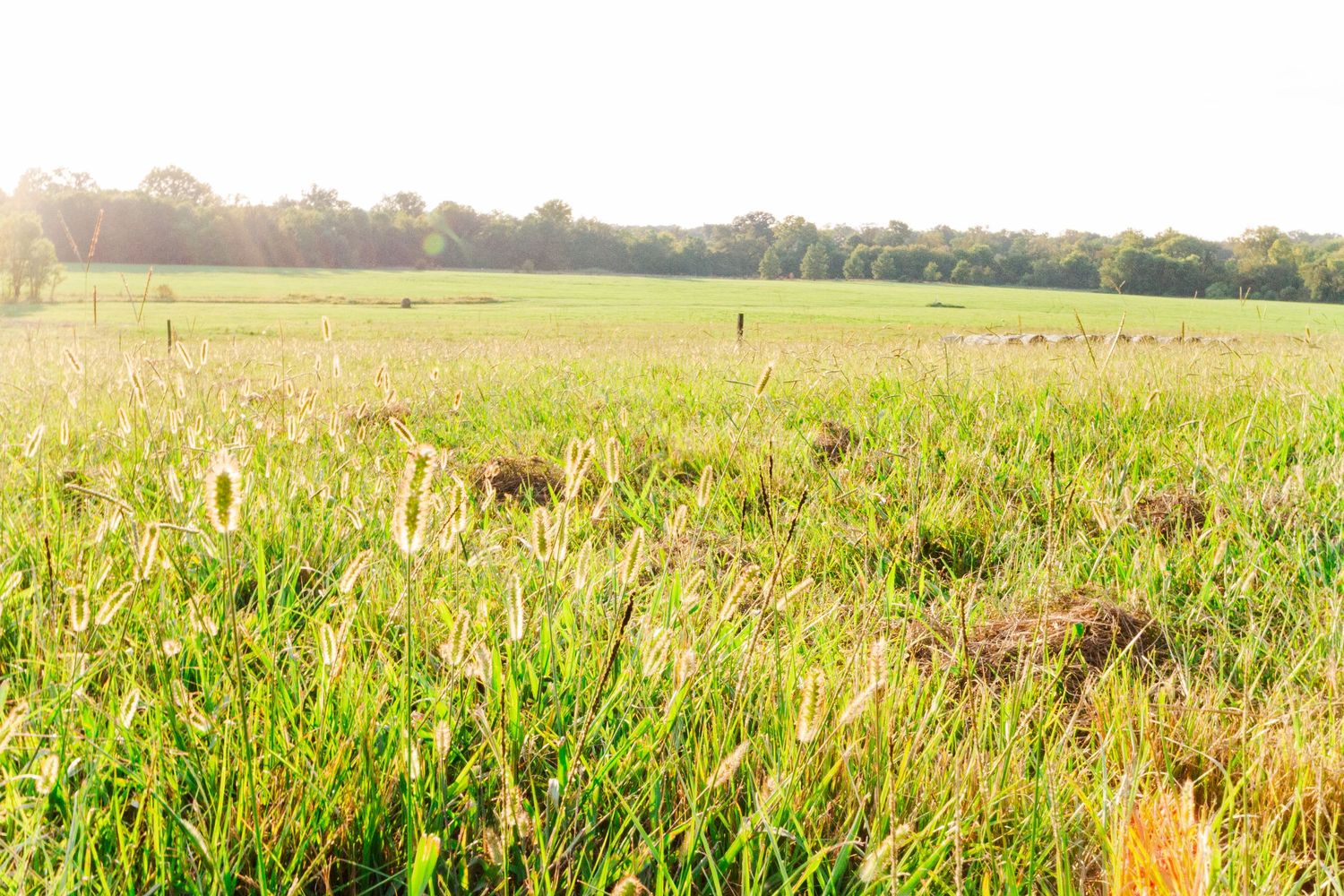 Panoramic view of a lush green agricultural field stretching to the horizon under soft sunlight.