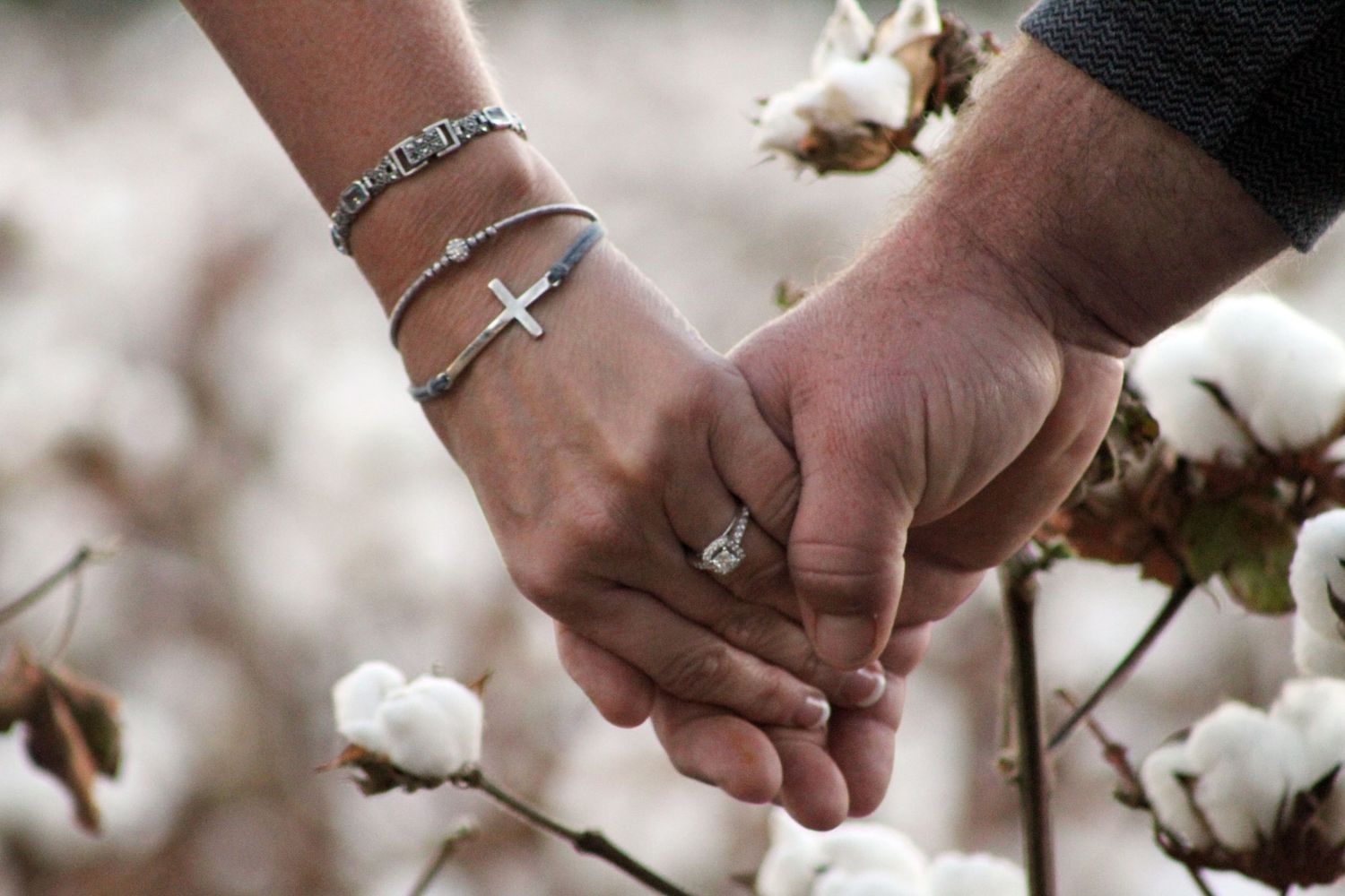 Close-up of hands holding fresh cotton bolls on branches against a blurred natural background.