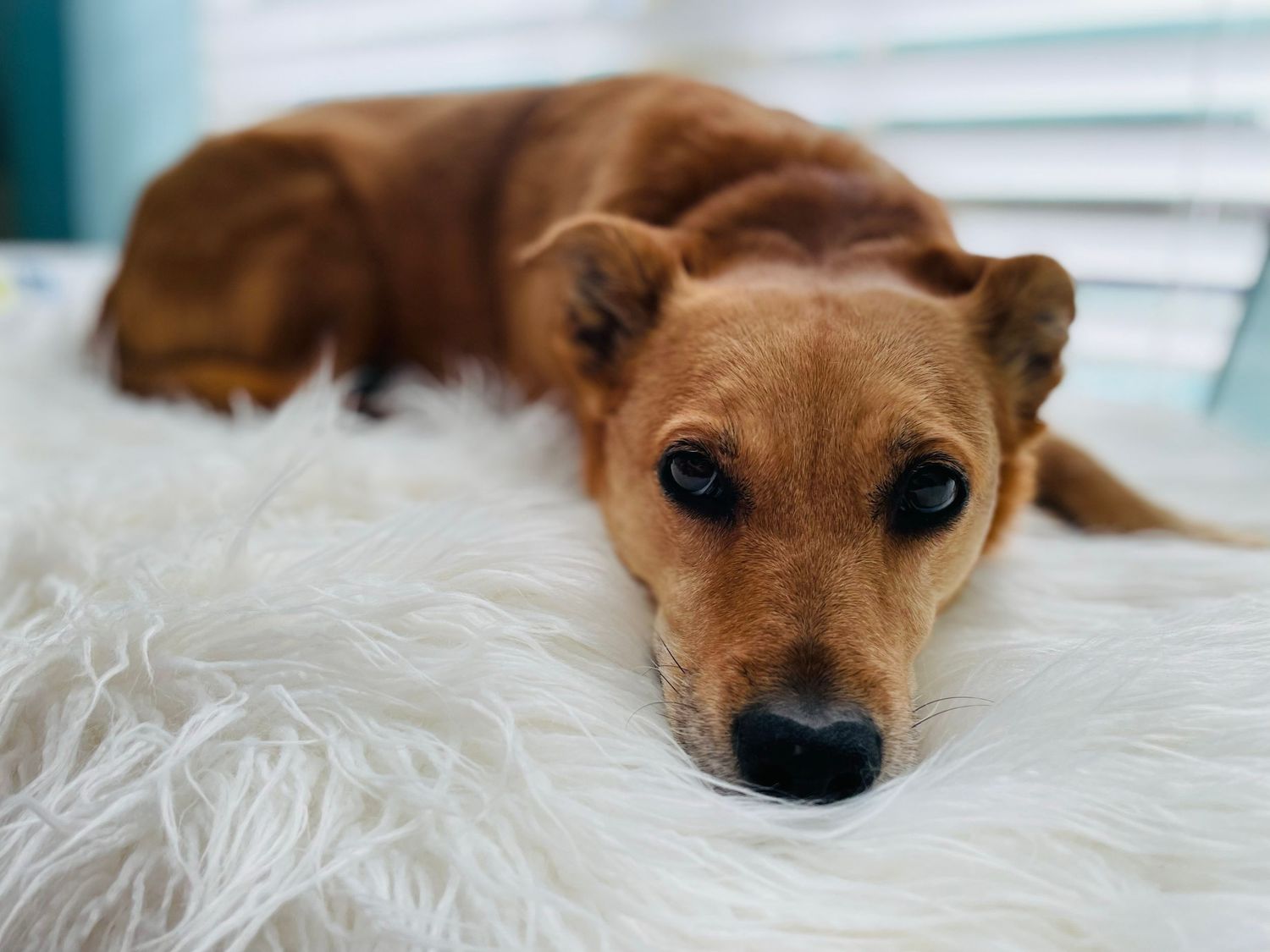 A small brown dog rests peacefully on white bedding while gazing at the camera.