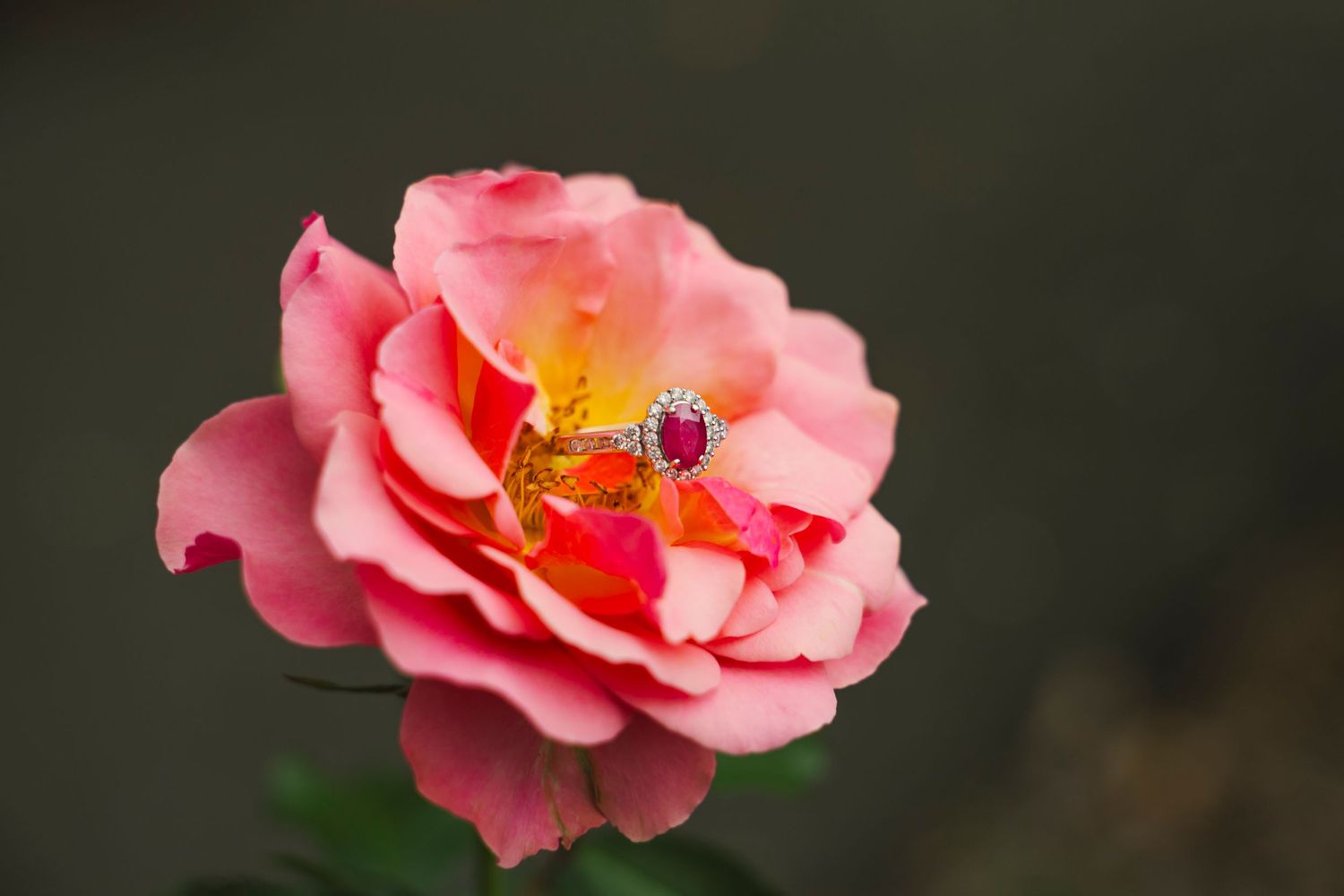 Pink rose blooms with delicate petals unfold against a dark background in a series of close-up photographs.