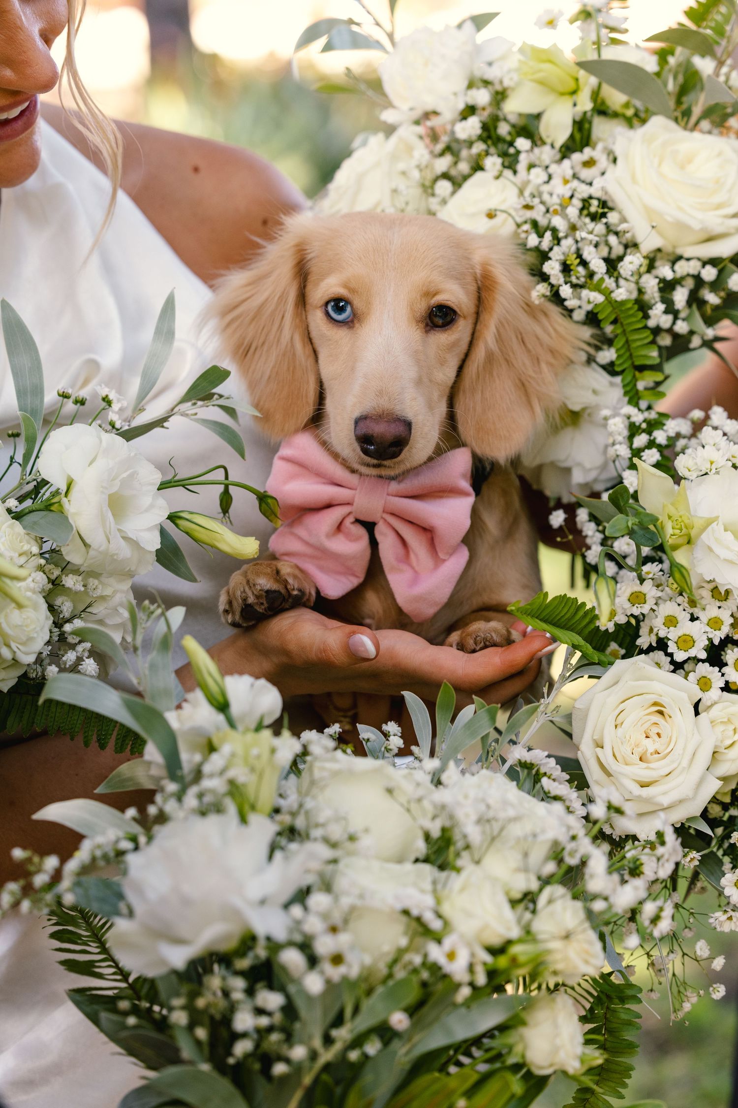 Adorable cream dachshund wearing pink bowtie surrounded by white roses and wedding flowers.