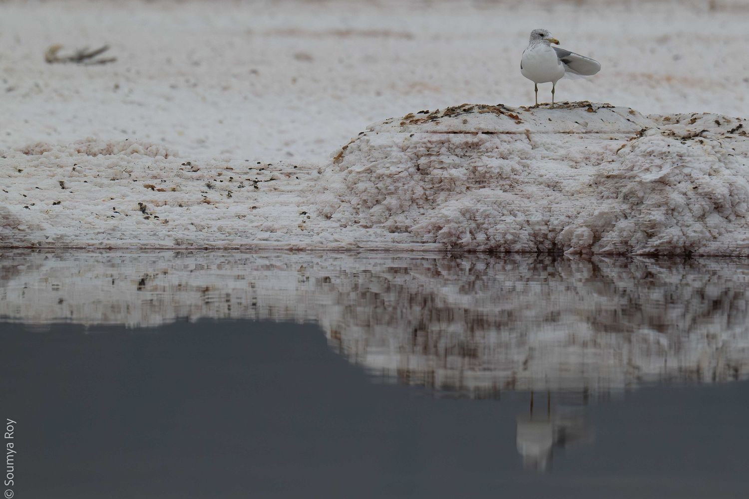 A seagull stands on a snowy riverbank reflected in calm winter waters.