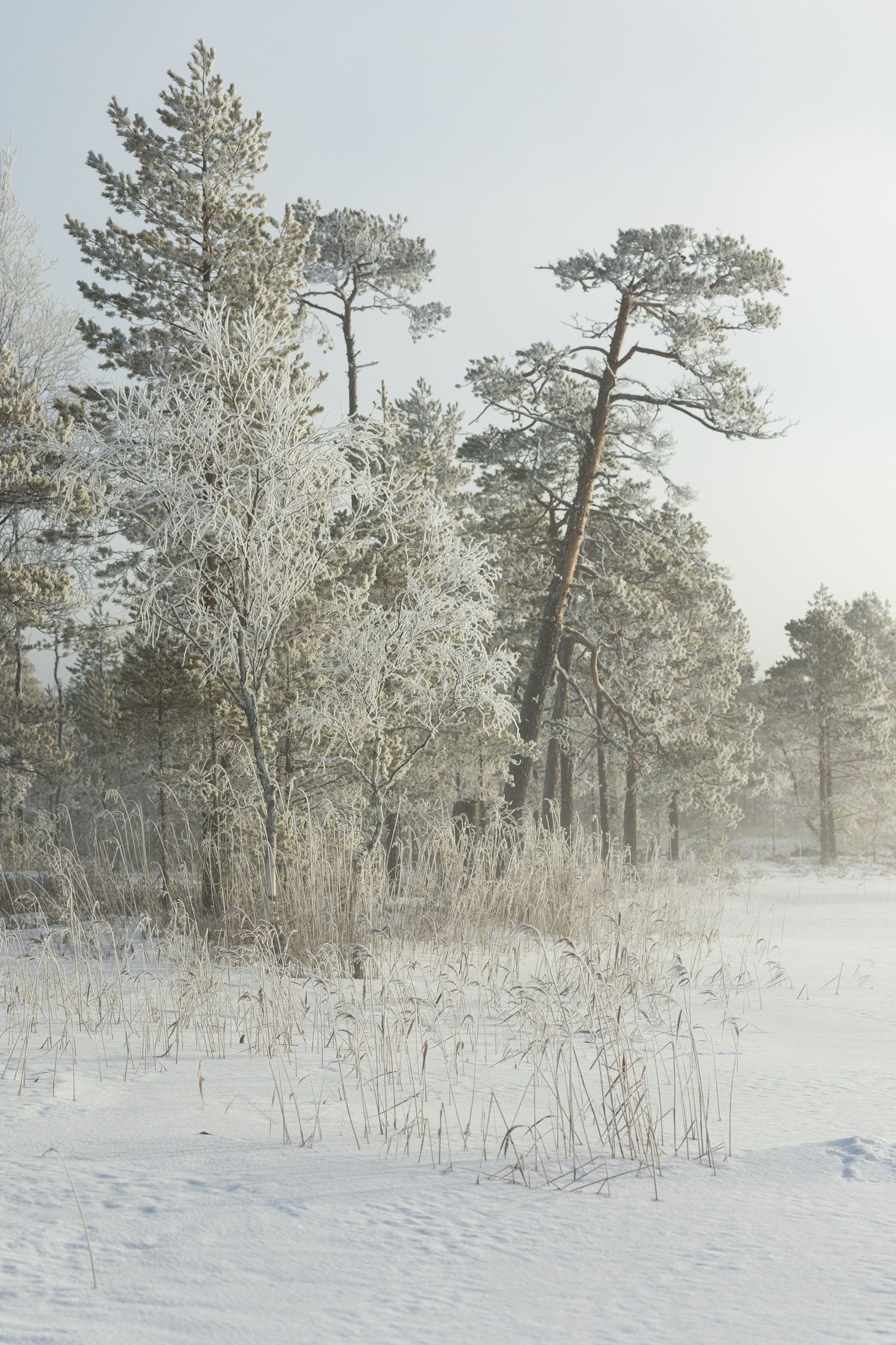 Snow-covered pine trees in a winter landscape with soft misty lighting.