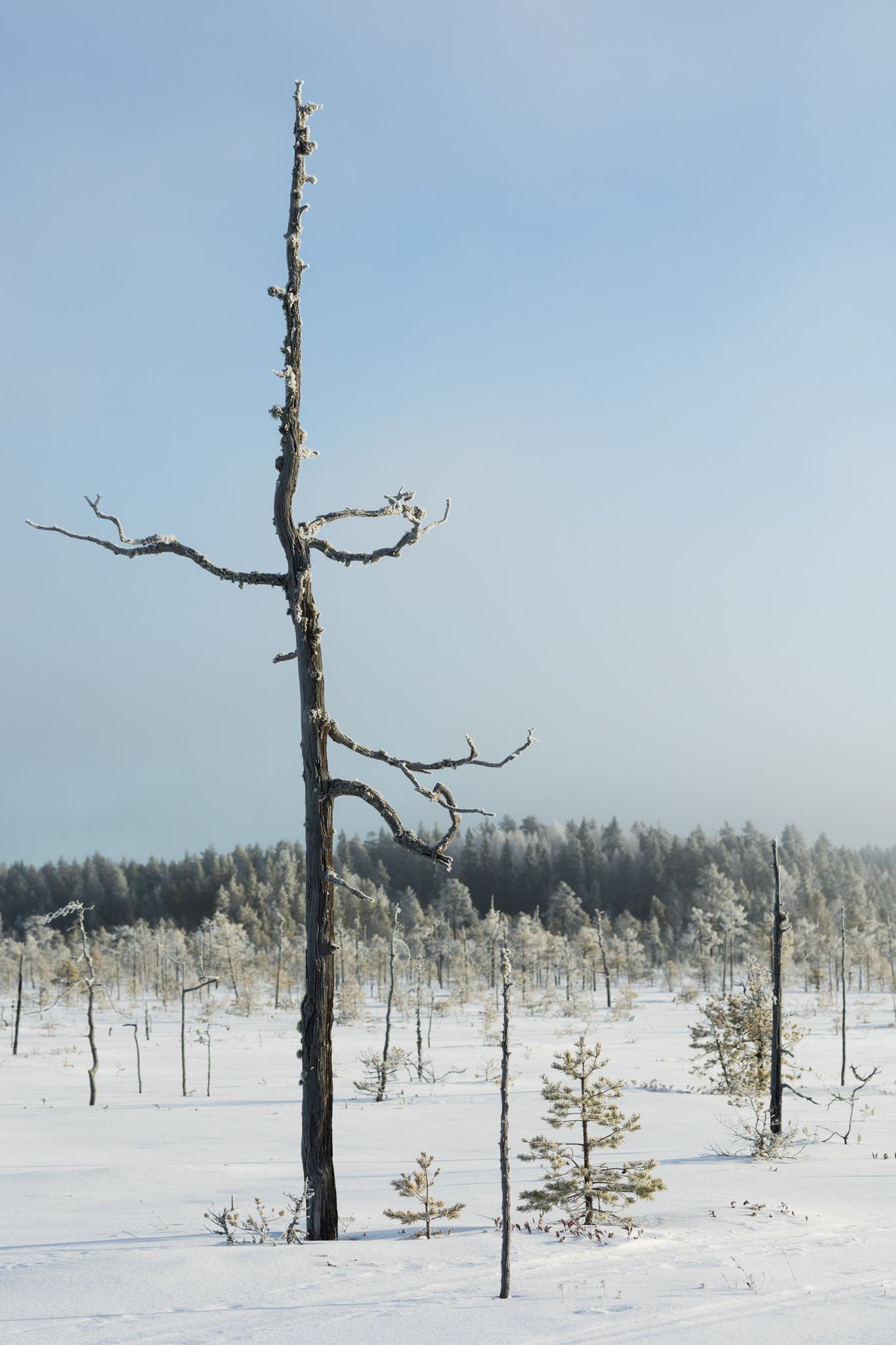 Talvinen suomaisema, jossa on kuolleita puita ja pieniä havupuita ja lumi peittää maan.
