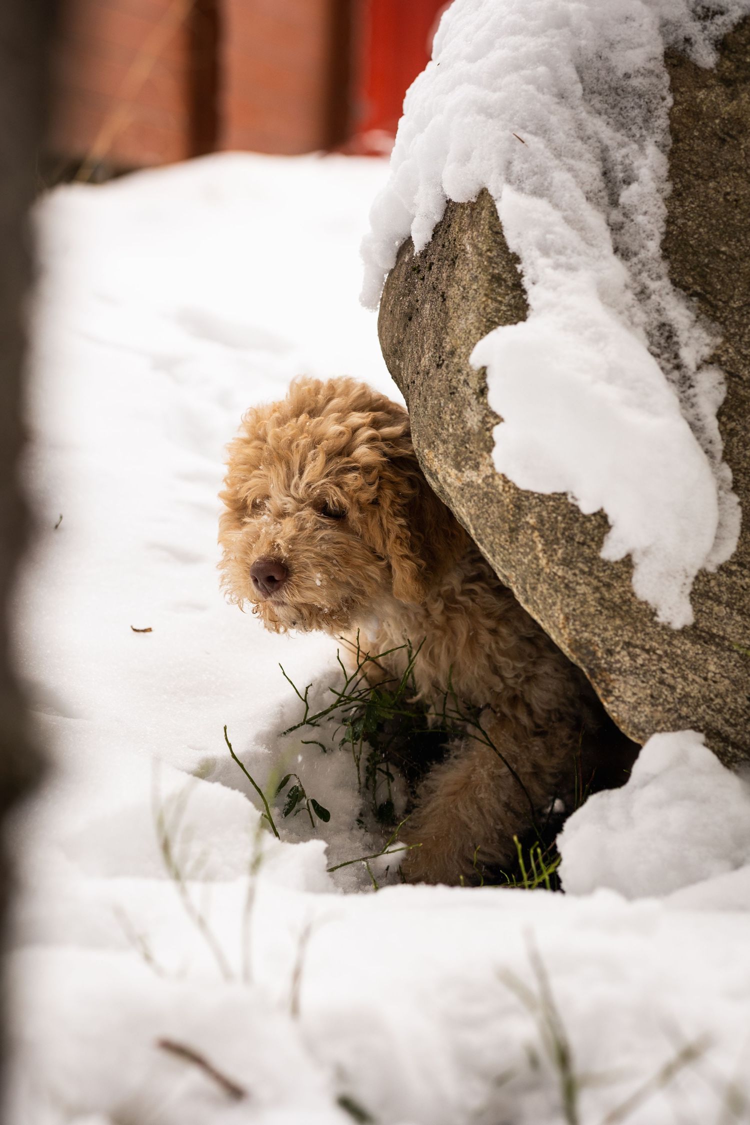 A small brown dog peeks out from behind a snow-covered rock formation.