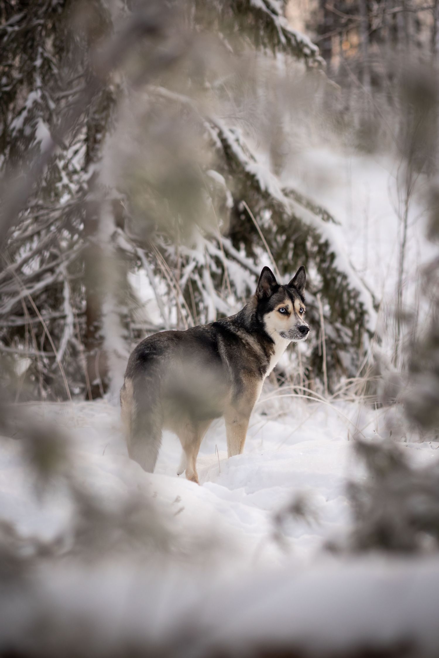 Huskyn näköinen koira seisoo lumisessa metsässä puun oksien takana.