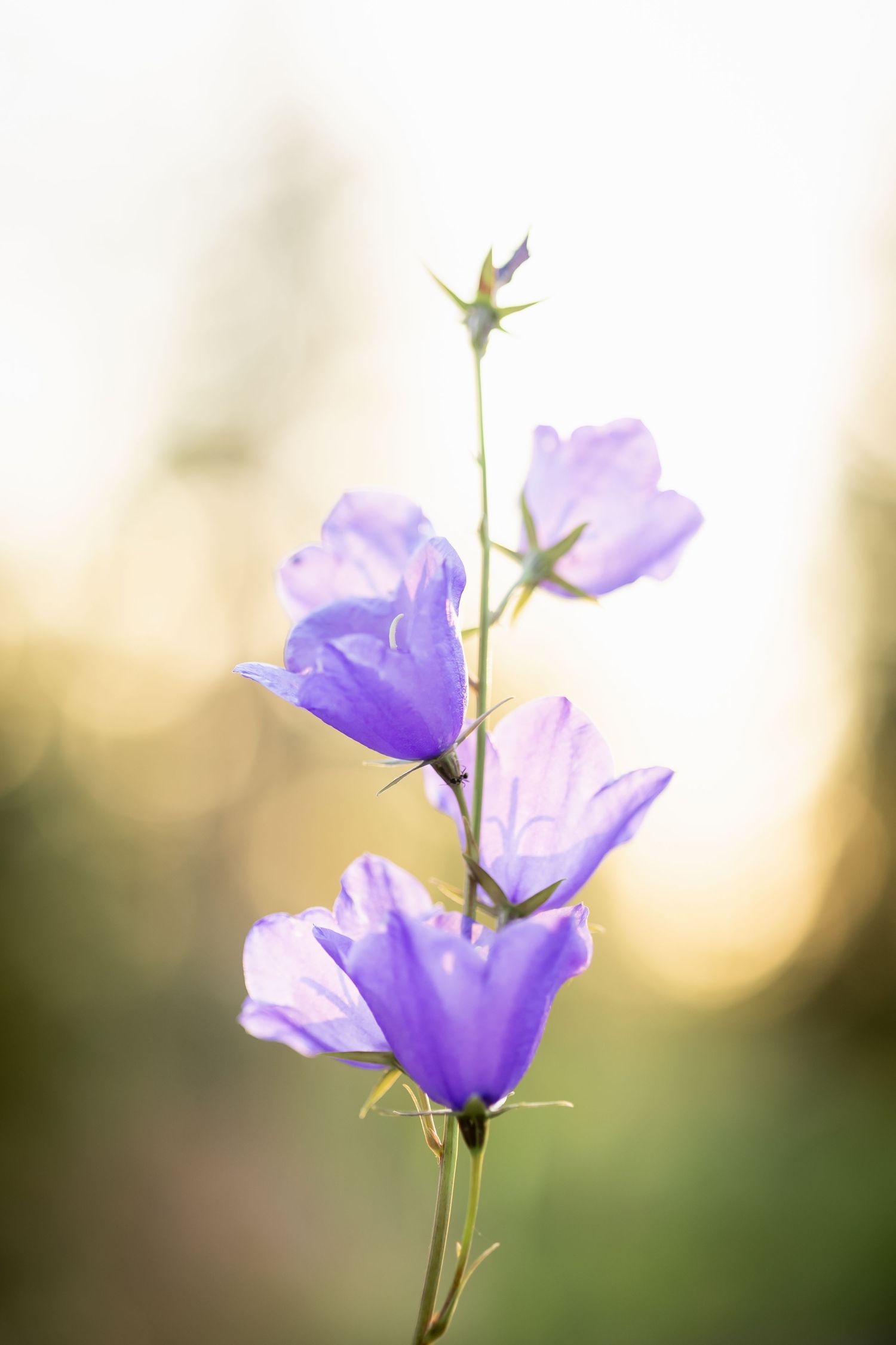 Purple bellflowers blooming on a tall stem against a soft sunset background.