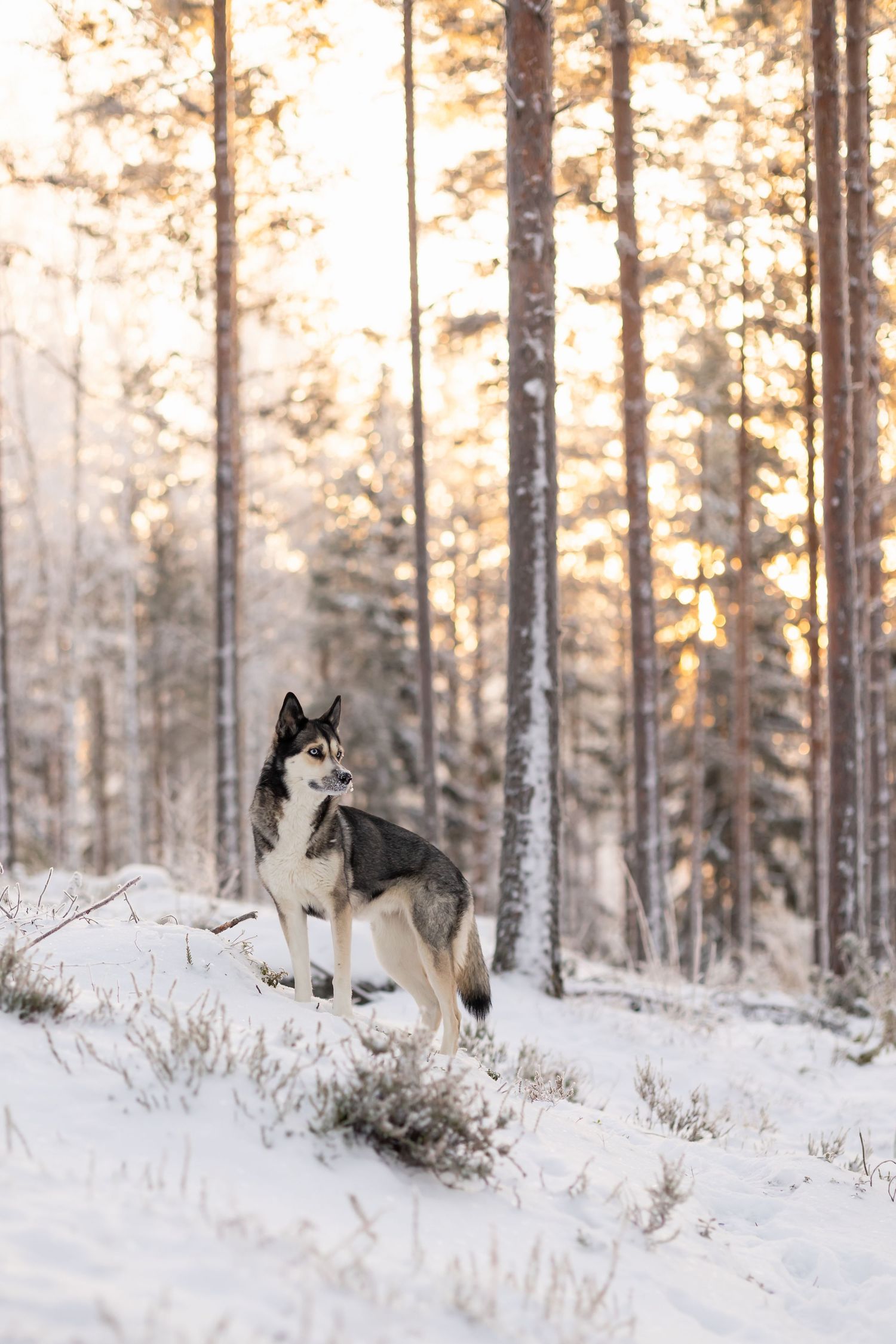 Huskyn näköinen koira on pysähtynyt tarkkailemaan ympäristöä lumisessa metsässä.