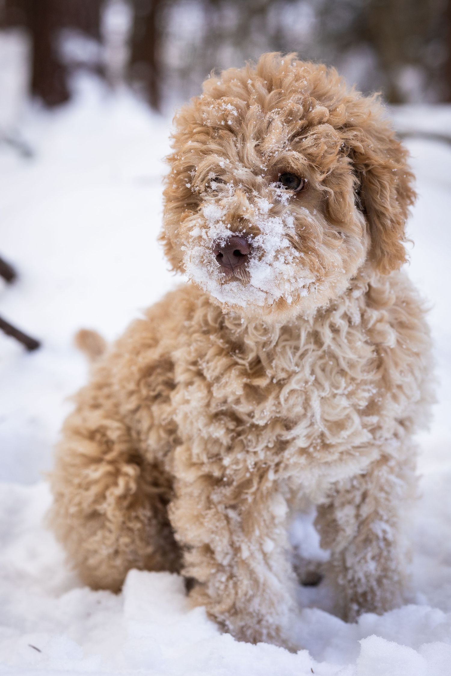 A fluffy cream-colored poodle plays in deep winter snow.