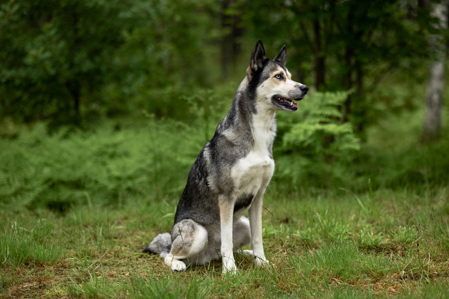 Harmaavalkoinen husky istuu ryhdikkäänä vihreässä maisemassa.