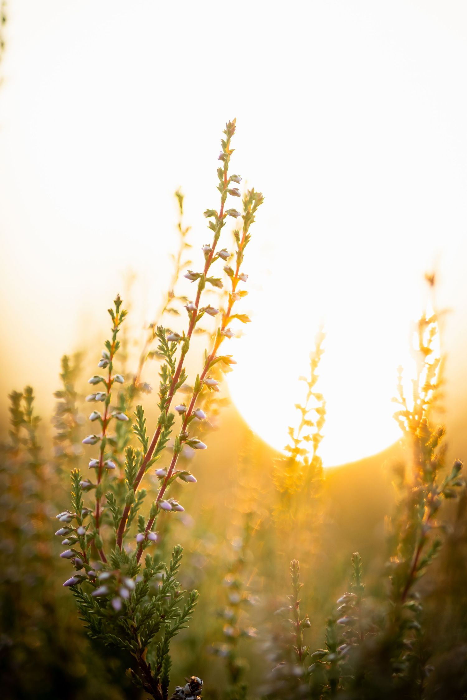 Tall wildflowers silhouetted against a golden sunset with bokeh effect in the background.
